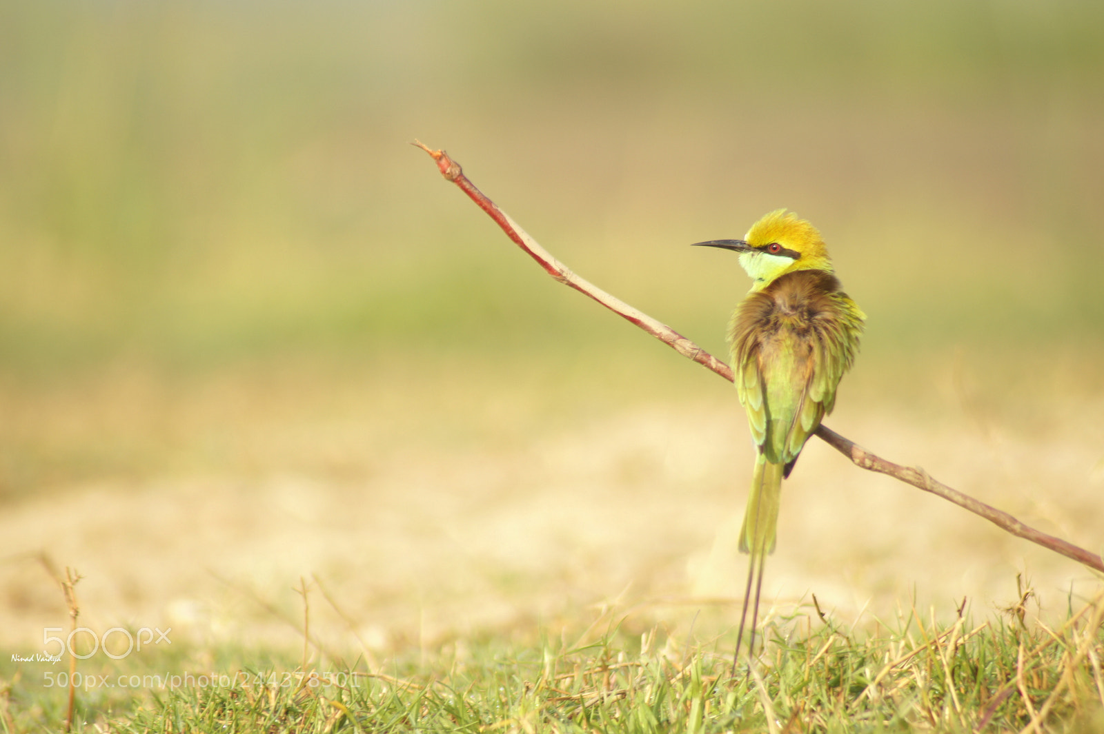 Sony SLT-A58 sample photo. Green bee eater photography