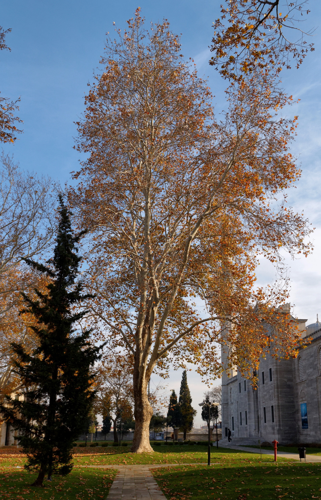 Tamron SP AF 17-50mm F2.8 XR Di II LD Aspherical (IF) sample photo. Istanbul, tree photography