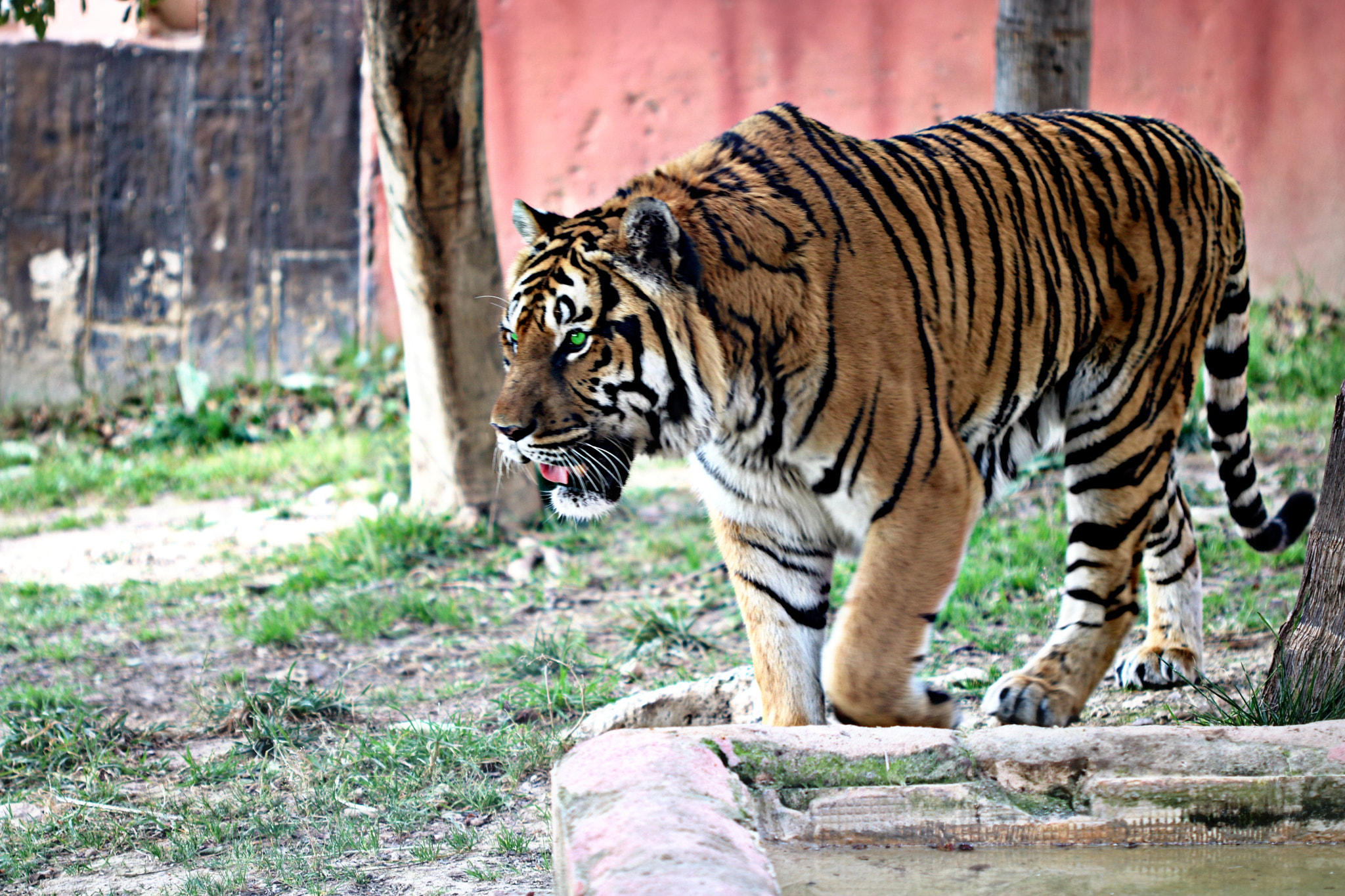 Canon EF 100mm F2.8 Macro USM sample photo. Tiger photography