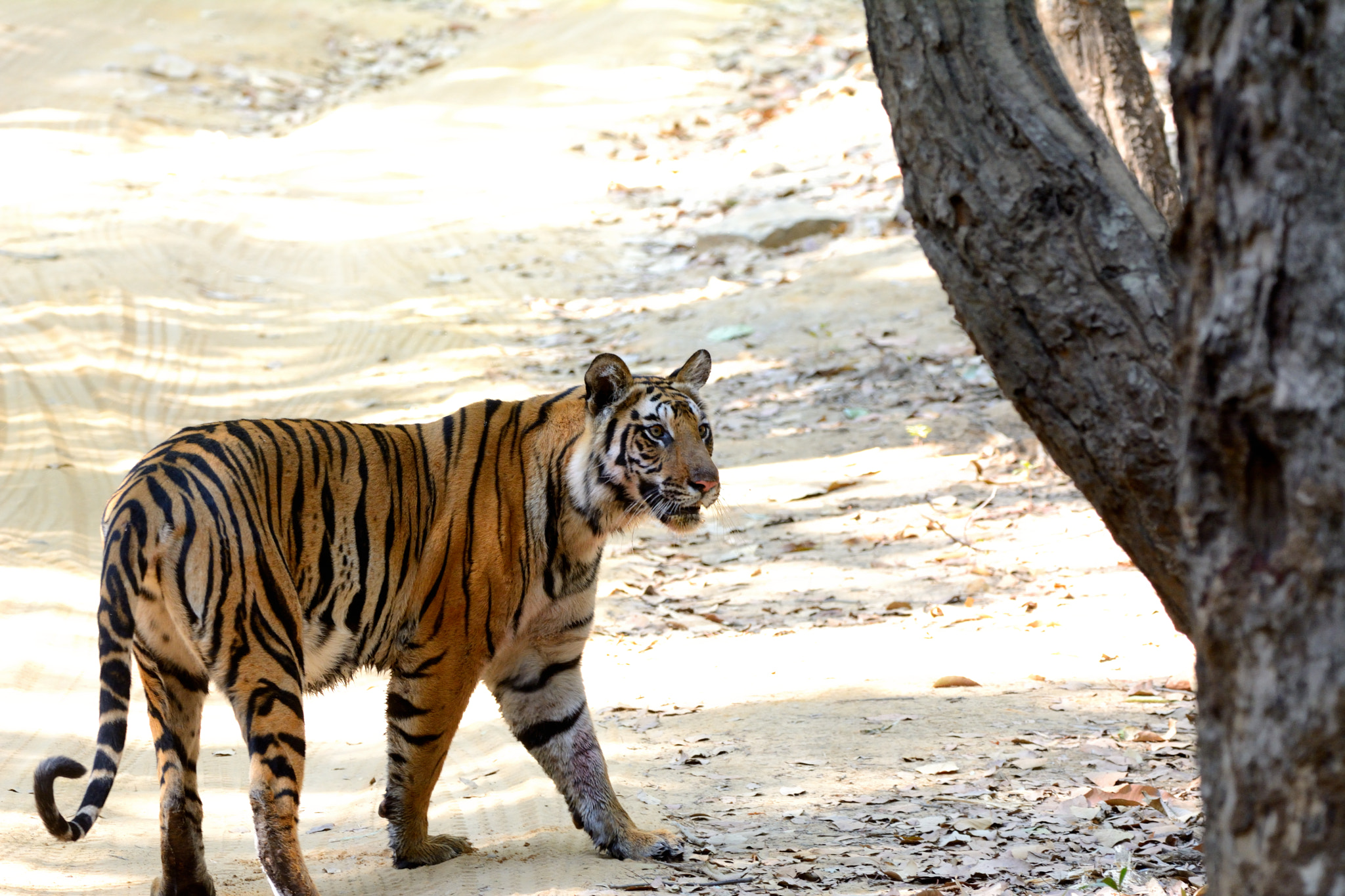 Nikon D7100 + Sigma 150-600mm F5-6.3 DG OS HSM | C sample photo. Sub-adult tigress photography