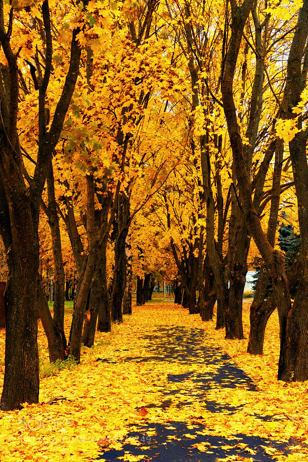 Sony a7R II sample photo. Autumn. photography