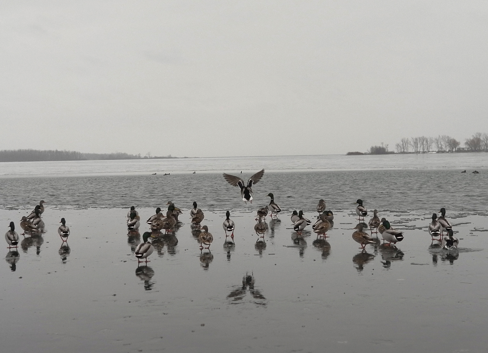 Leica X-U (Typ 113) sample photo. Winter ducks photography