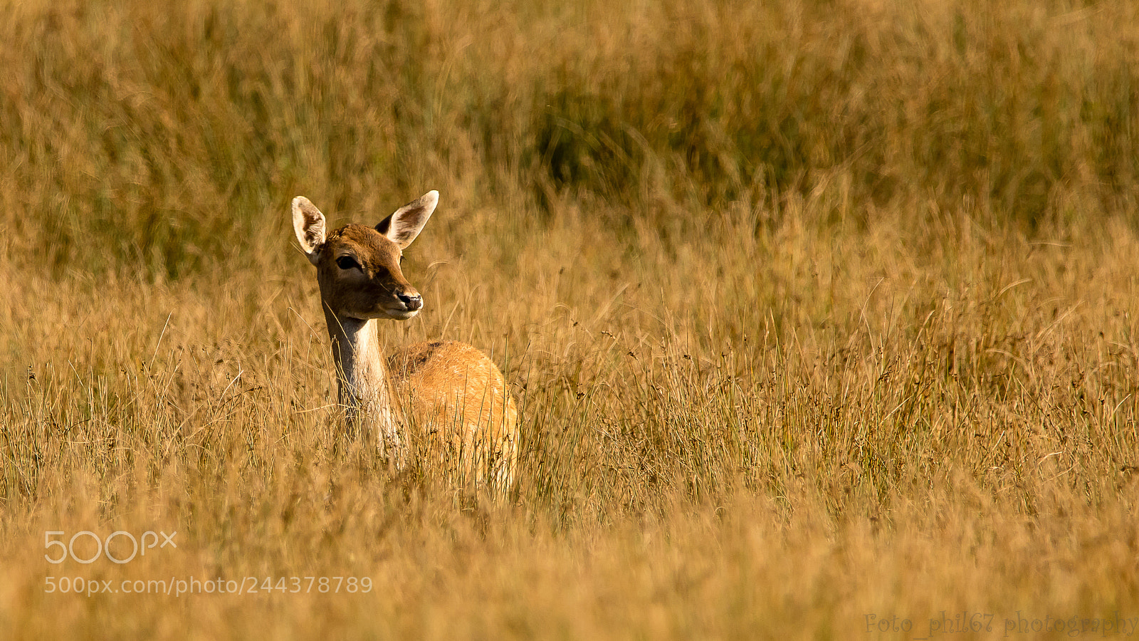 Canon EOS 7D Mark II sample photo. Chevrette photography