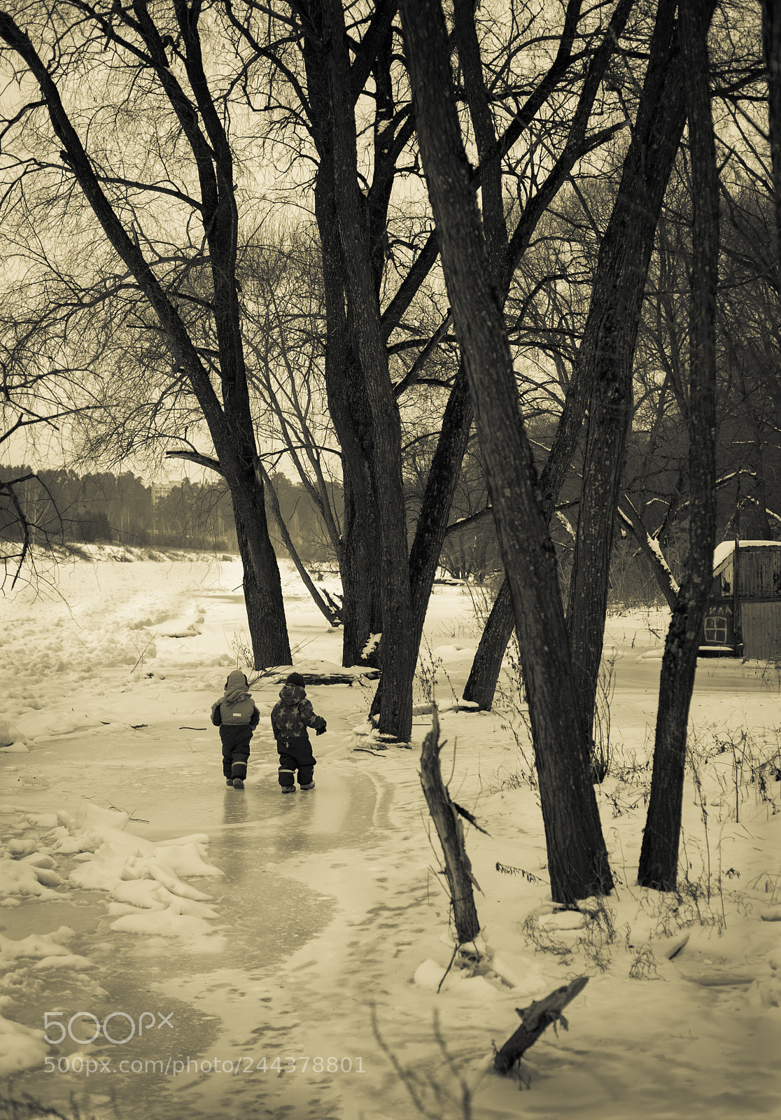Nikon D700 sample photo. "Когда деревья были большими" photography