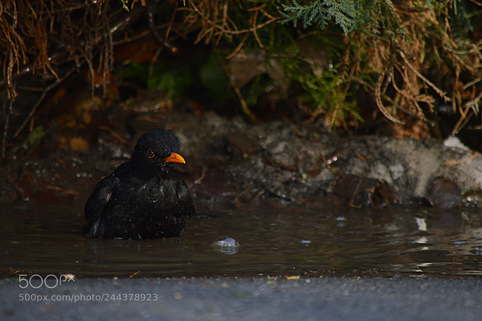 Nikon D3200 sample photo. Turdus merula photography