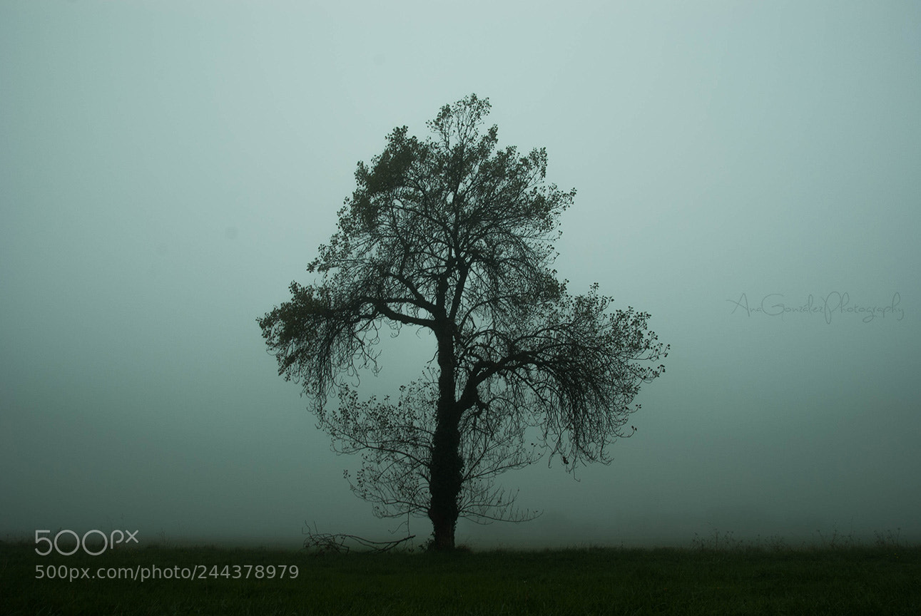 Nikon D3000 sample photo. Solitario photography