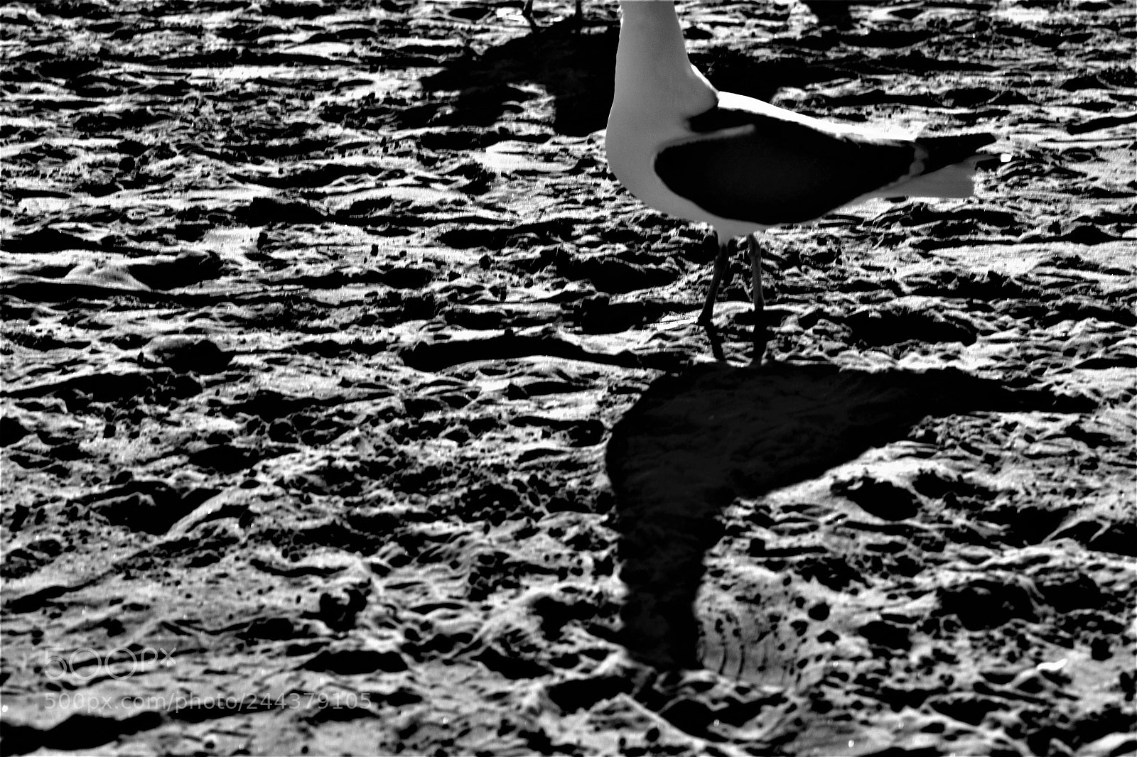 Canon EOS 1300D (EOS Rebel T6 / EOS Kiss X80) sample photo. Black are the silhouette photography