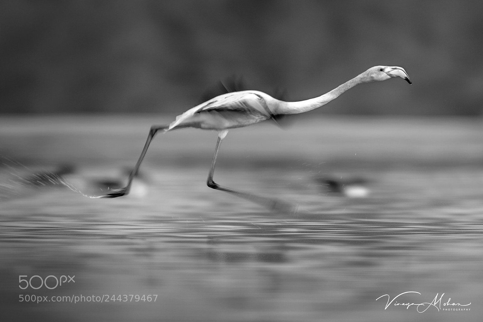 Nikon D4S sample photo. Flamingo photography