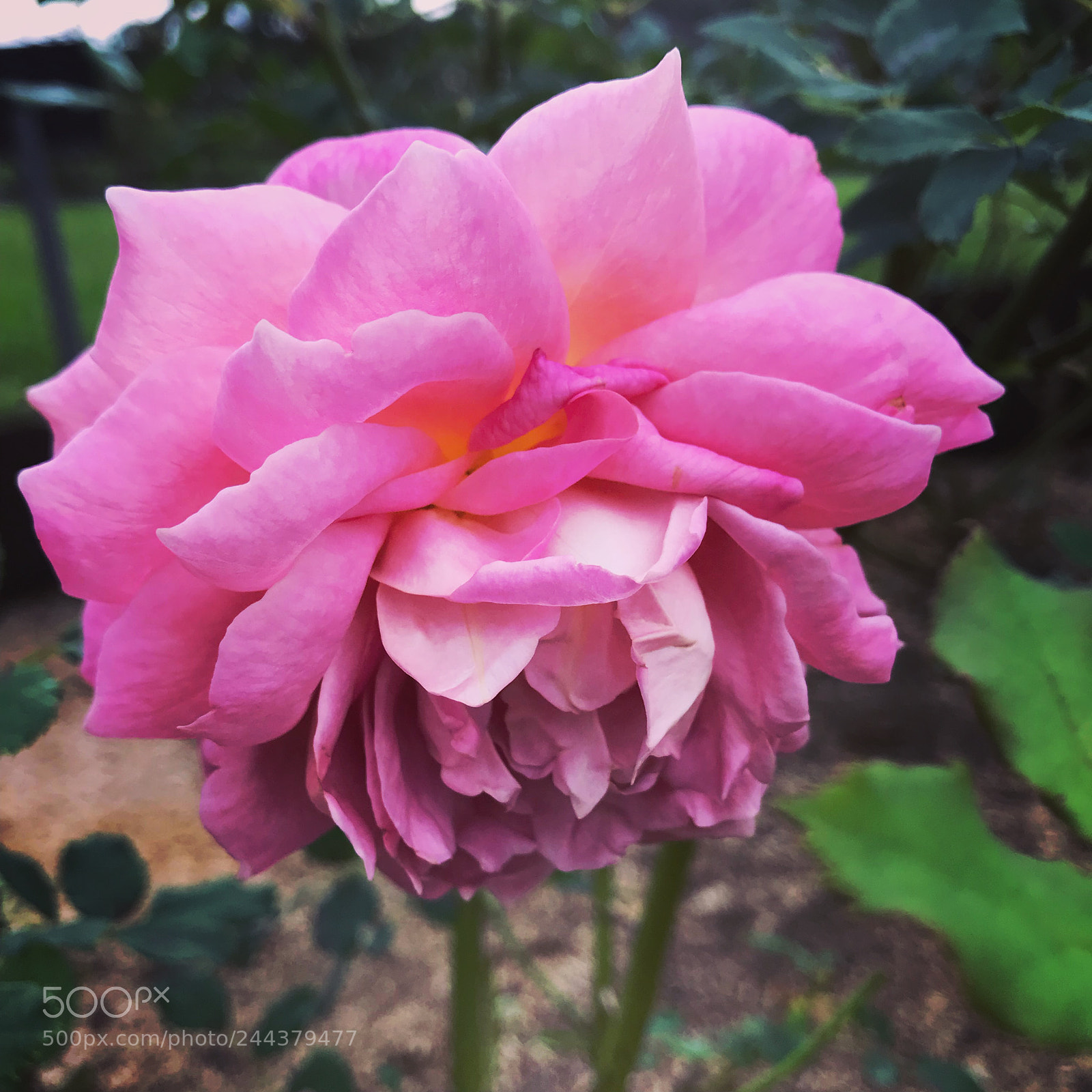 Apple iPhone 7 Plus sample photo. Rose "jubilee celebration" photography