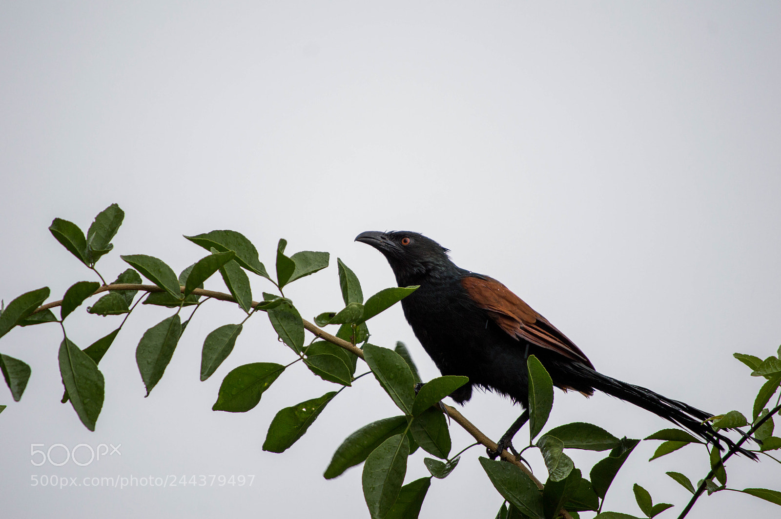 Nikon D3200 sample photo. Greater coucal photography
