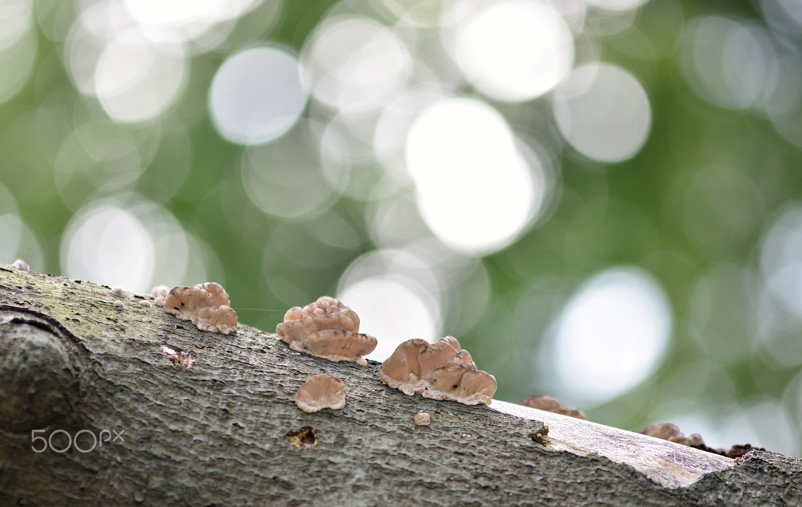 Nikon AF-S Micro-Nikkor 105mm F2.8G IF-ED VR sample photo. True the leaves.. photography