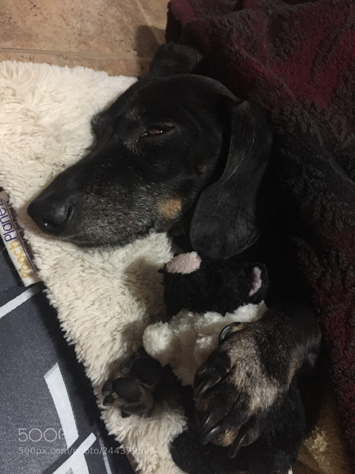 Apple iPhone 6 sample photo. Sleeping photography