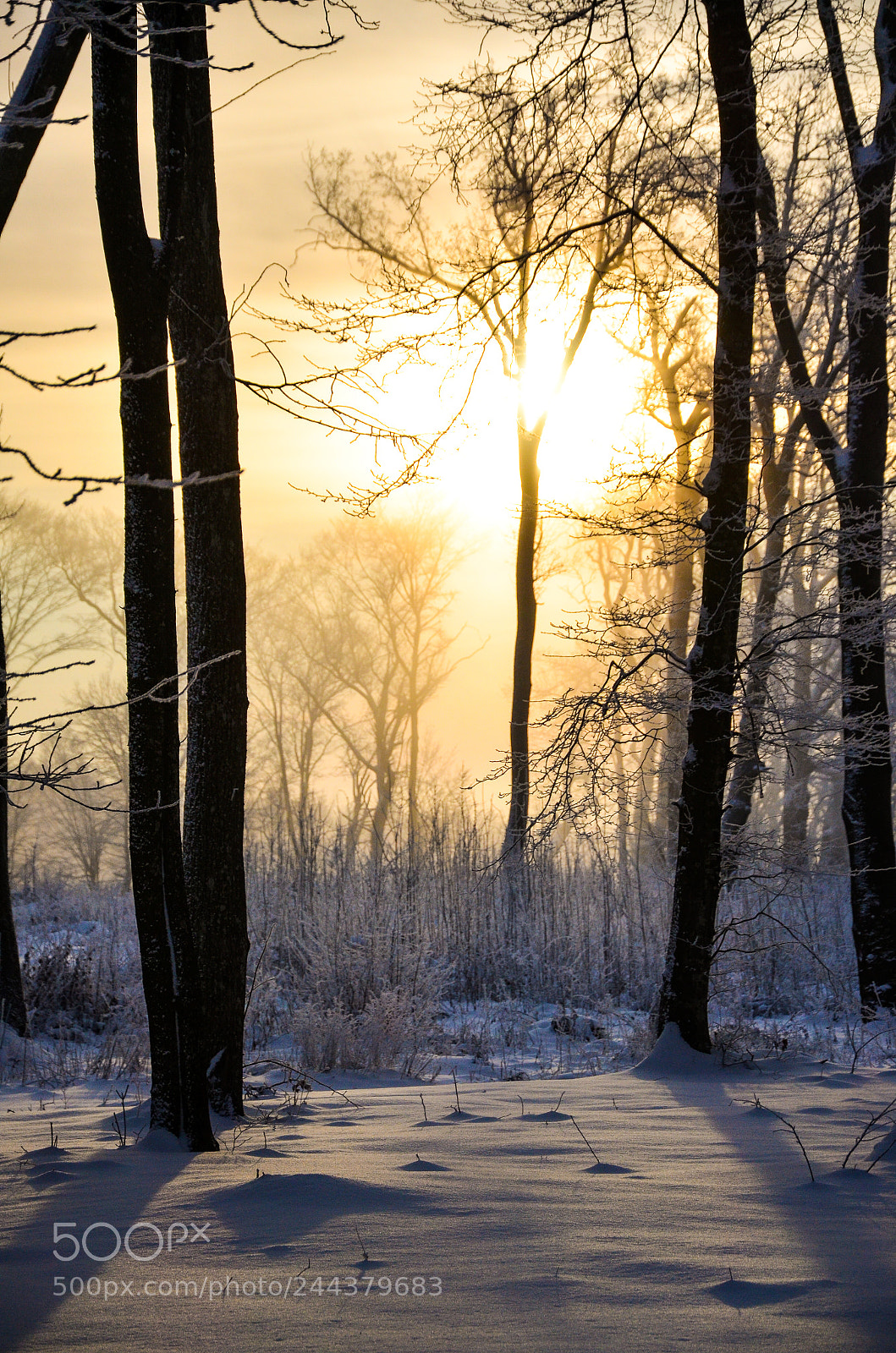 Nikon D5100 sample photo. Barnova forest photography