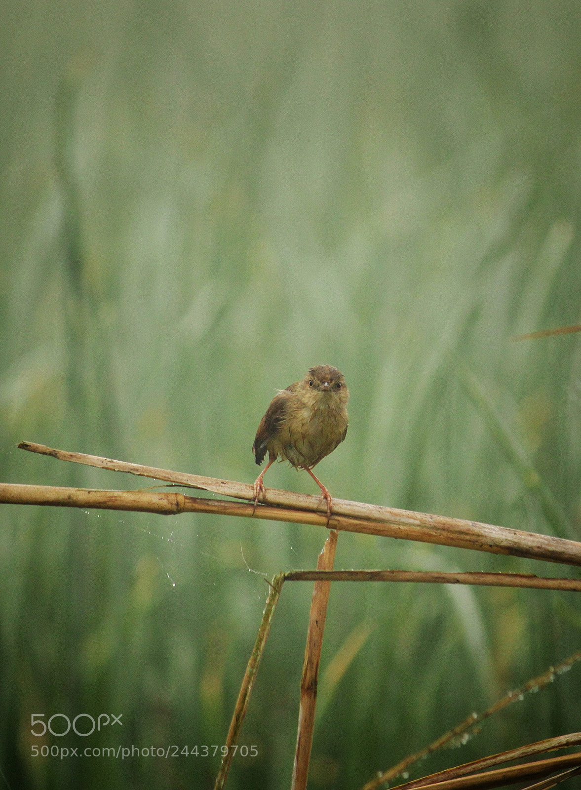 Canon EOS 1200D (EOS Rebel T5 / EOS Kiss X70 / EOS Hi) sample photo. Mr.tailor photography