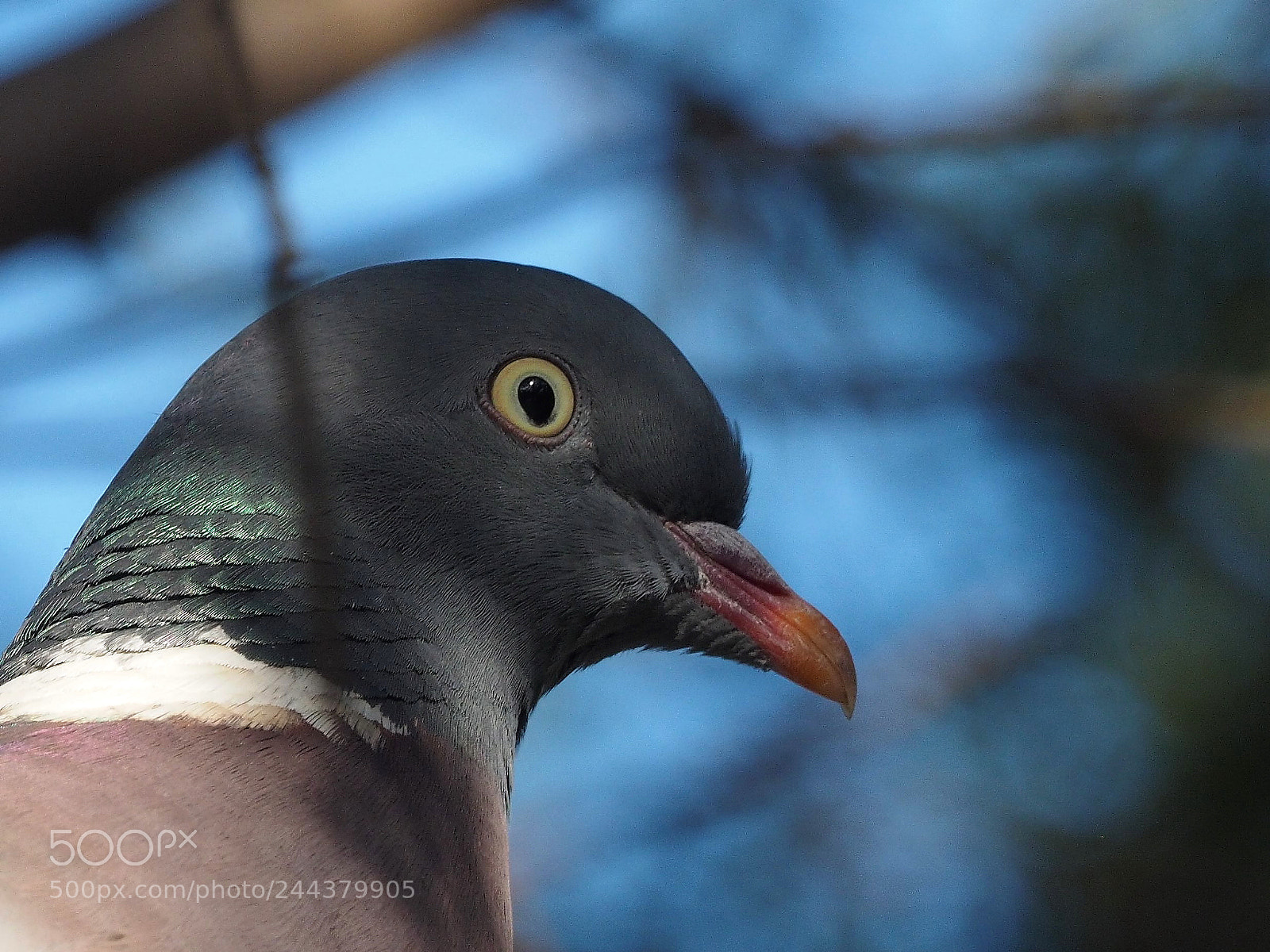 Olympus OM-D E-M1 sample photo. Paloma torcaz (columba palumbus) photography