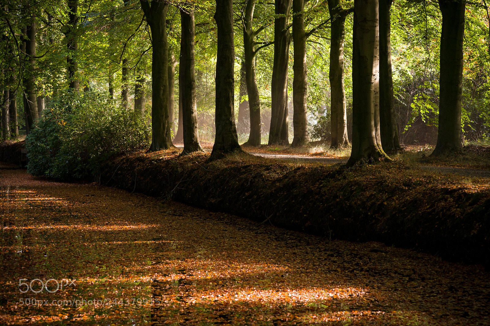 Sony Alpha DSLR-A900 sample photo. Fall in the woods photography