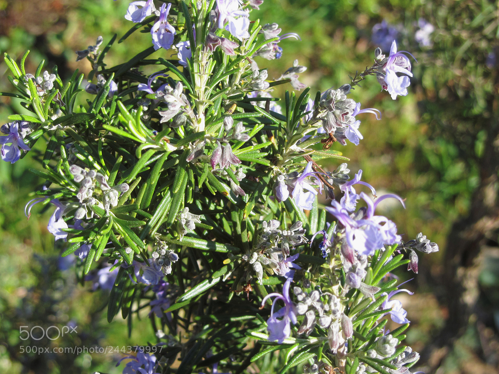 Canon PowerShot SX230 HS sample photo. Rosemary plant with flowers photography