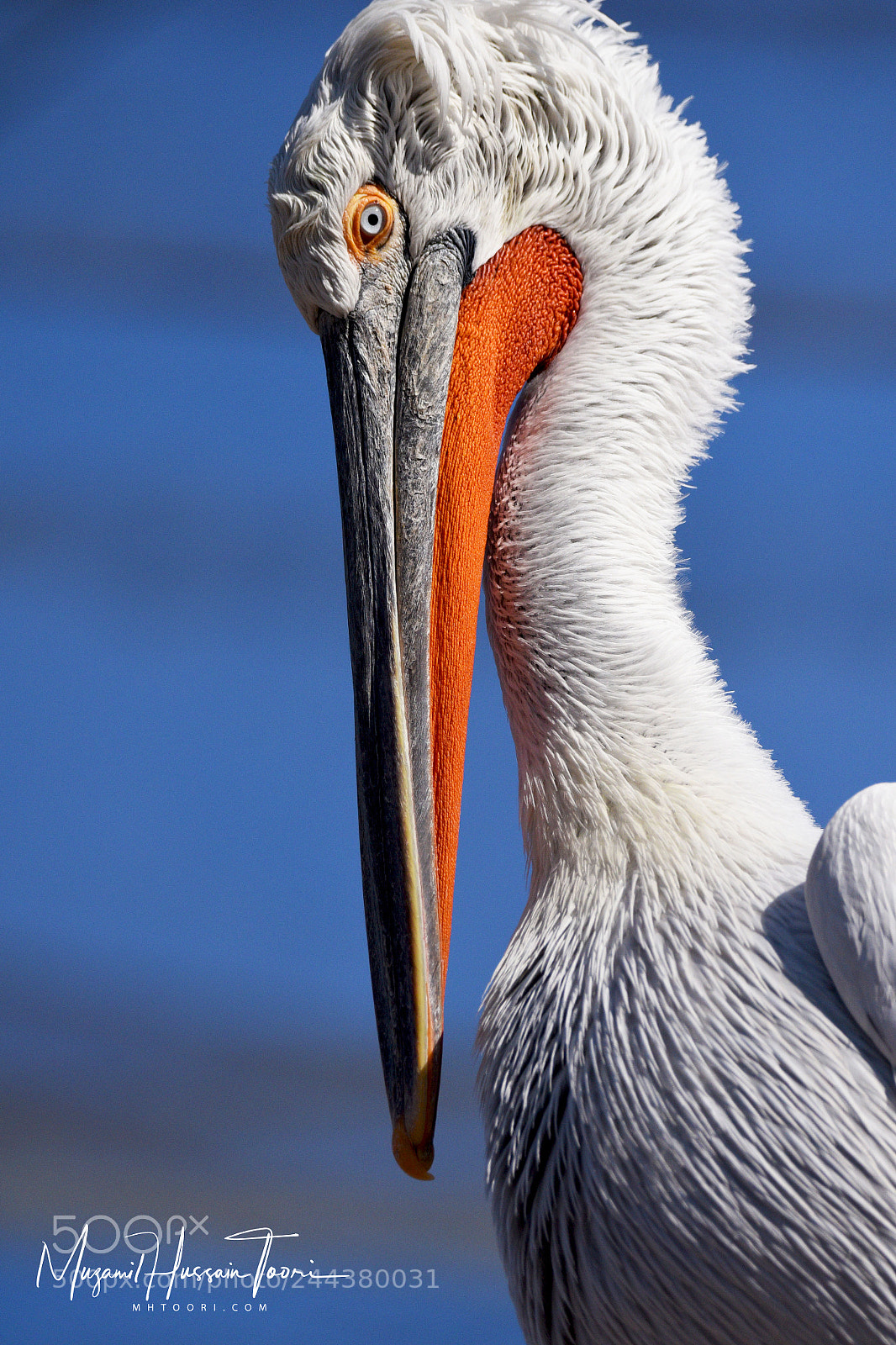 Nikon D810 sample photo. Pelican photography