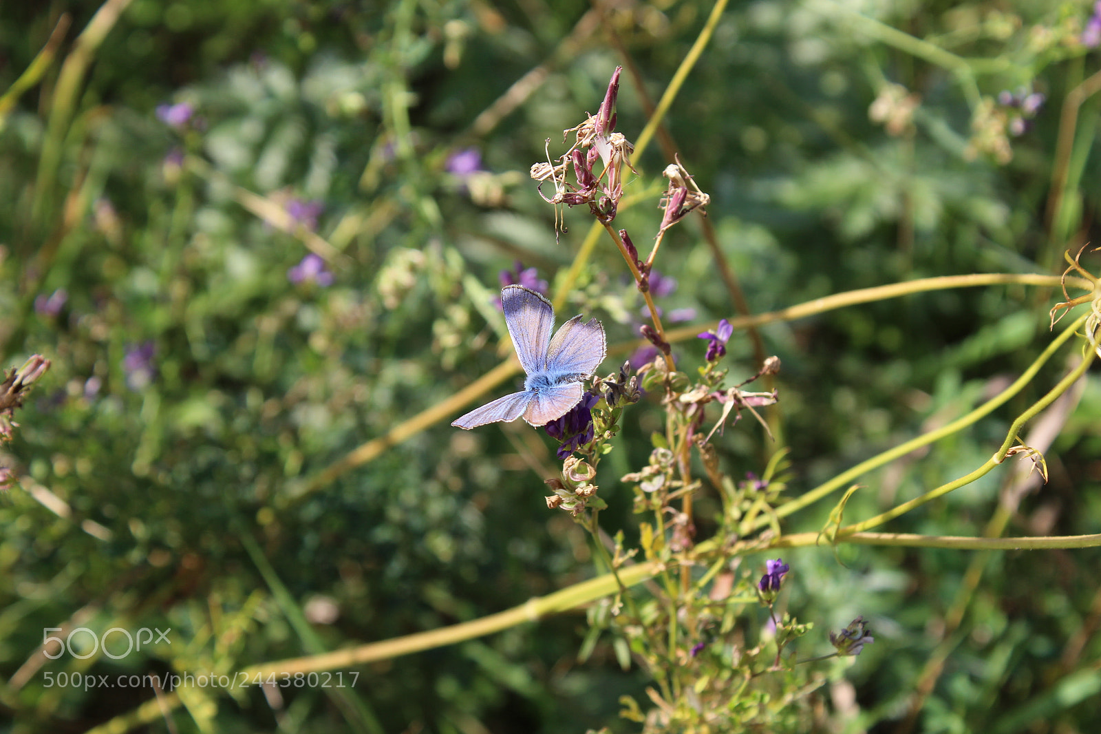 Canon EF-S 18-55mm F3.5-5.6 III sample photo. Img photography