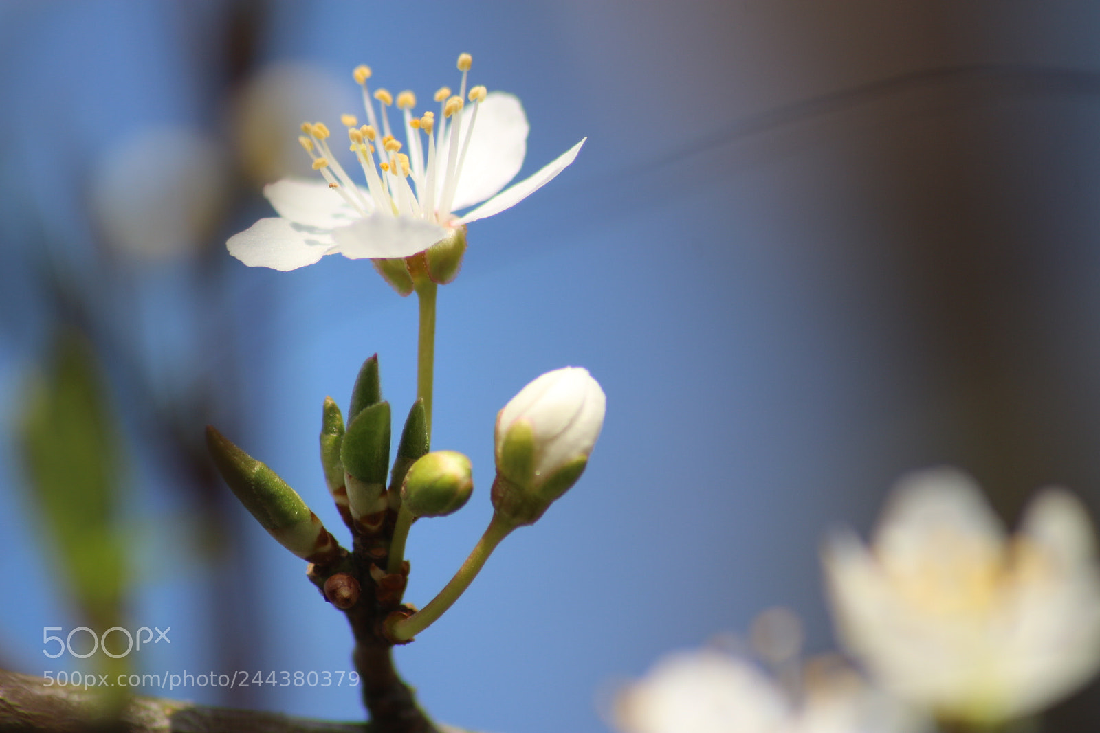 Canon EOS 650D (EOS Rebel T4i / EOS Kiss X6i) sample photo. The little flower photography