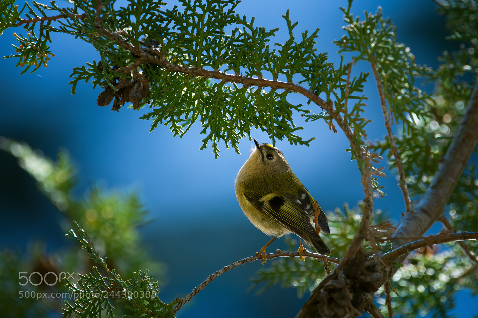 Nikon D7200 sample photo. Kinglet photography