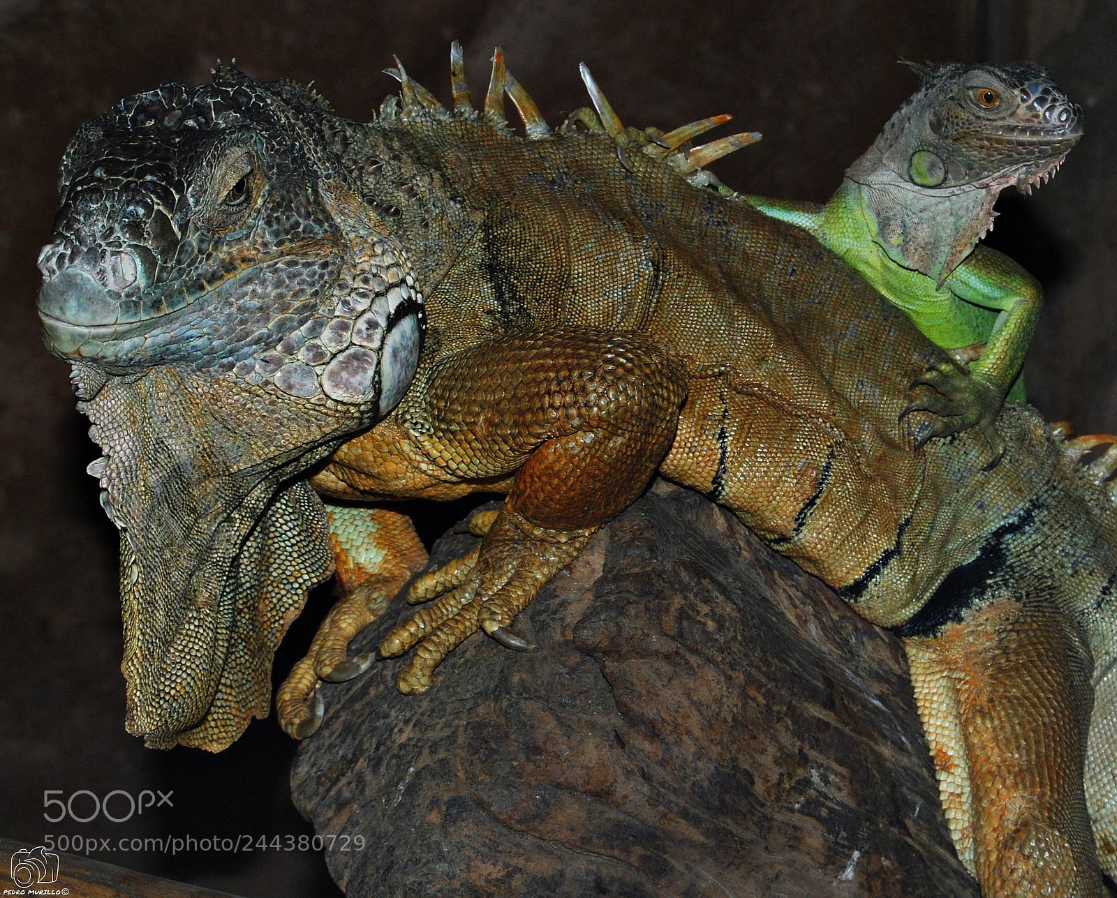 Nikon D60 sample photo. Iguana verde photography