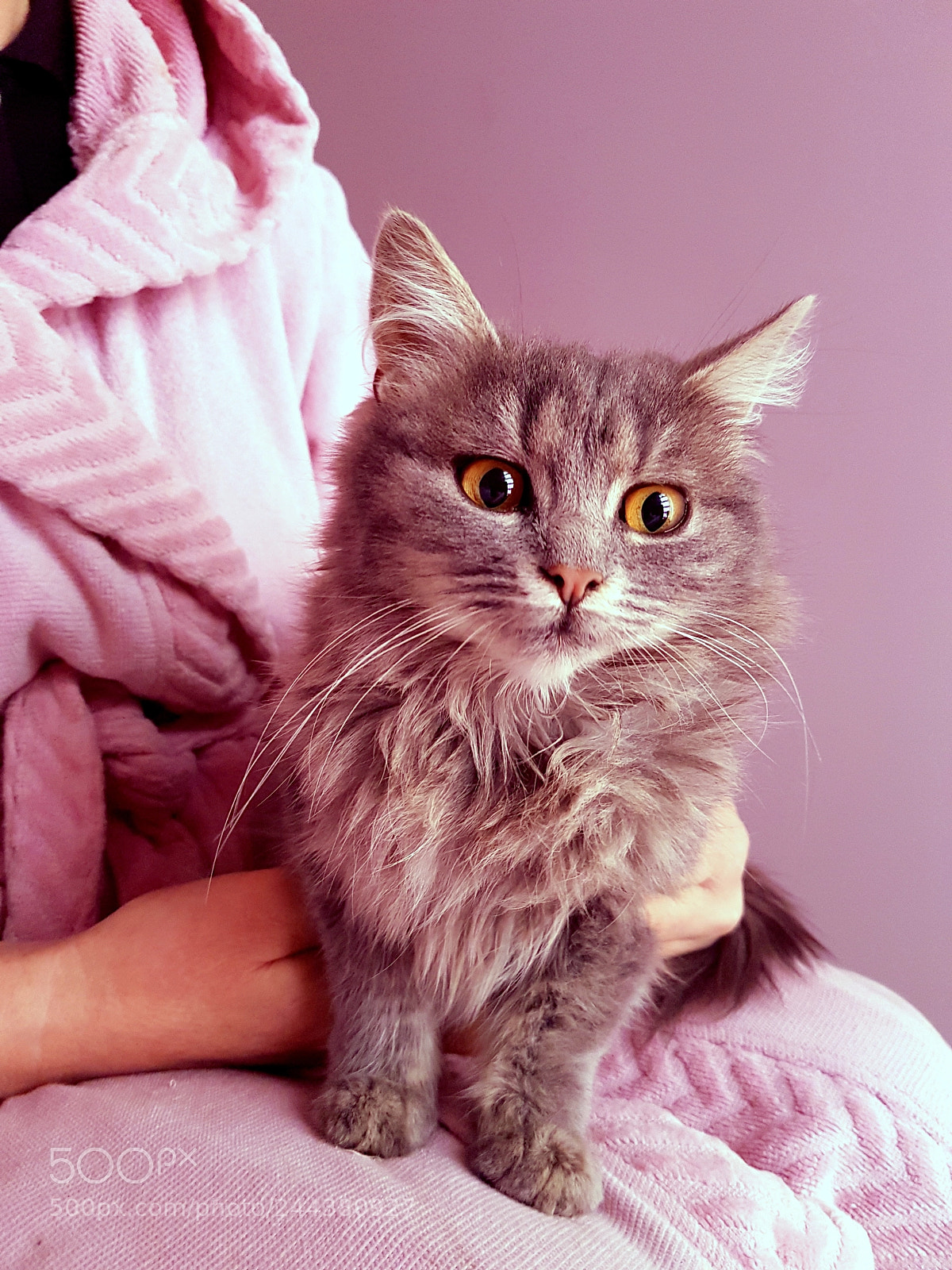 Samsung Galaxy S7 sample photo. Beautiful kitten photography