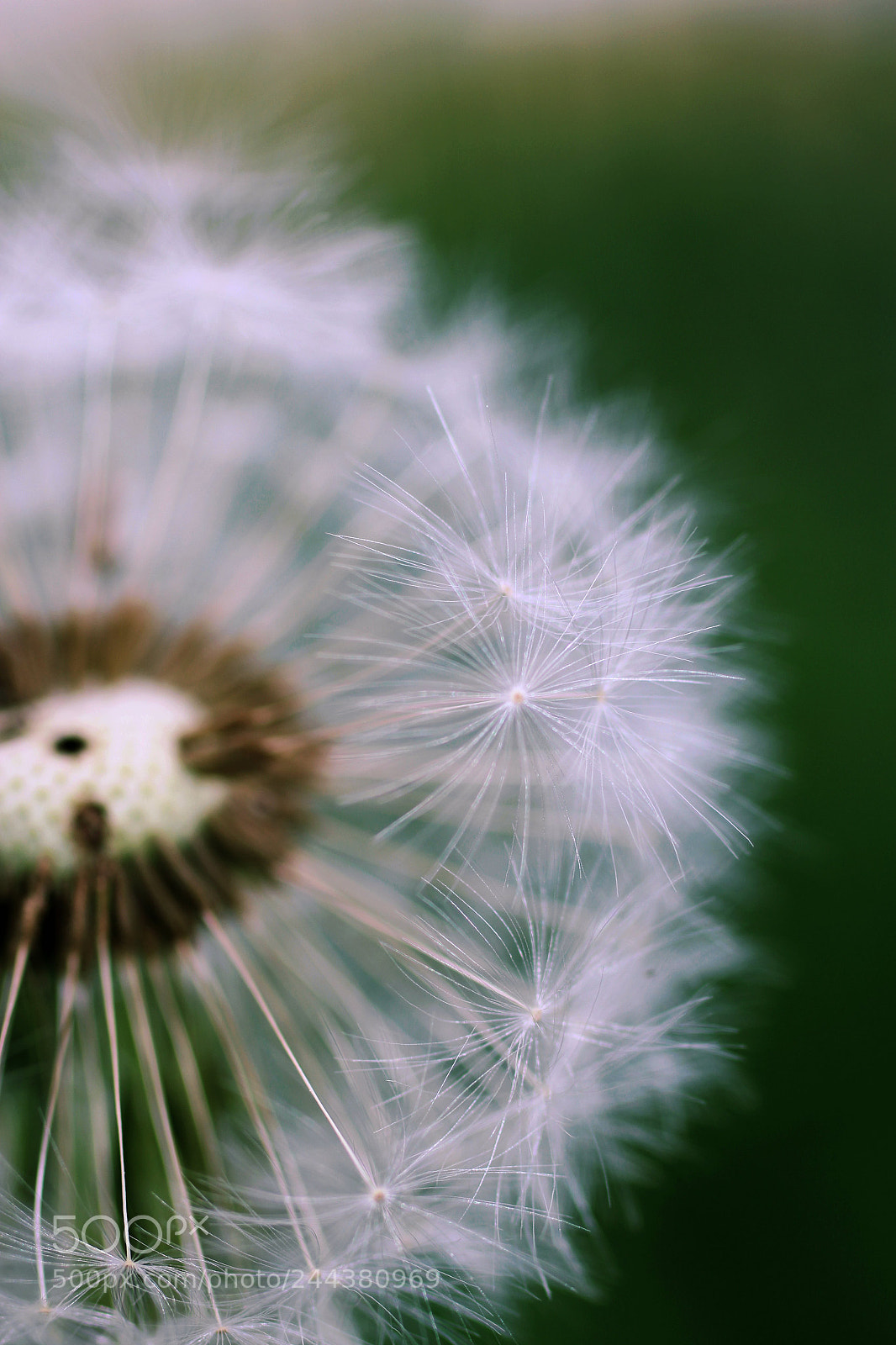 Canon EOS 650D (EOS Rebel T4i / EOS Kiss X6i) sample photo. Dandelion photography