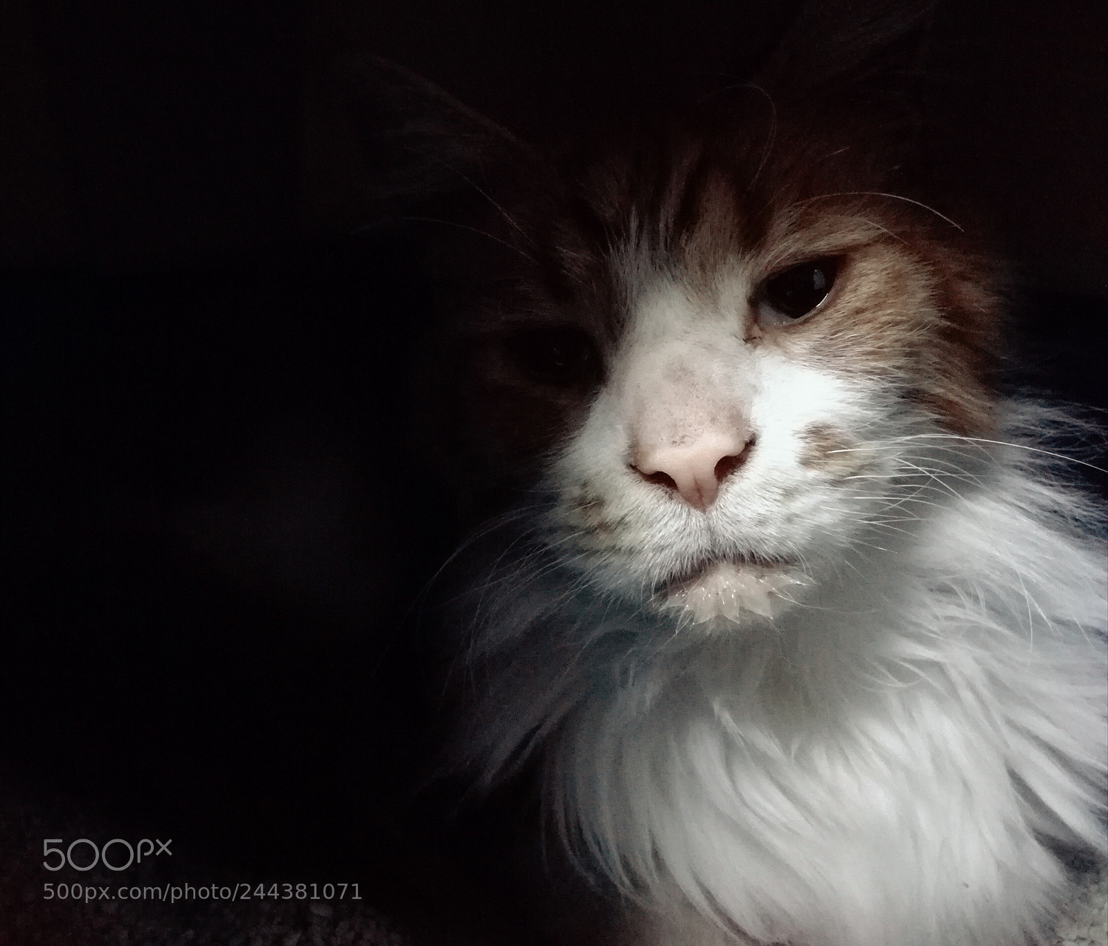 HUAWEI P9 LITE sample photo. The lion photography