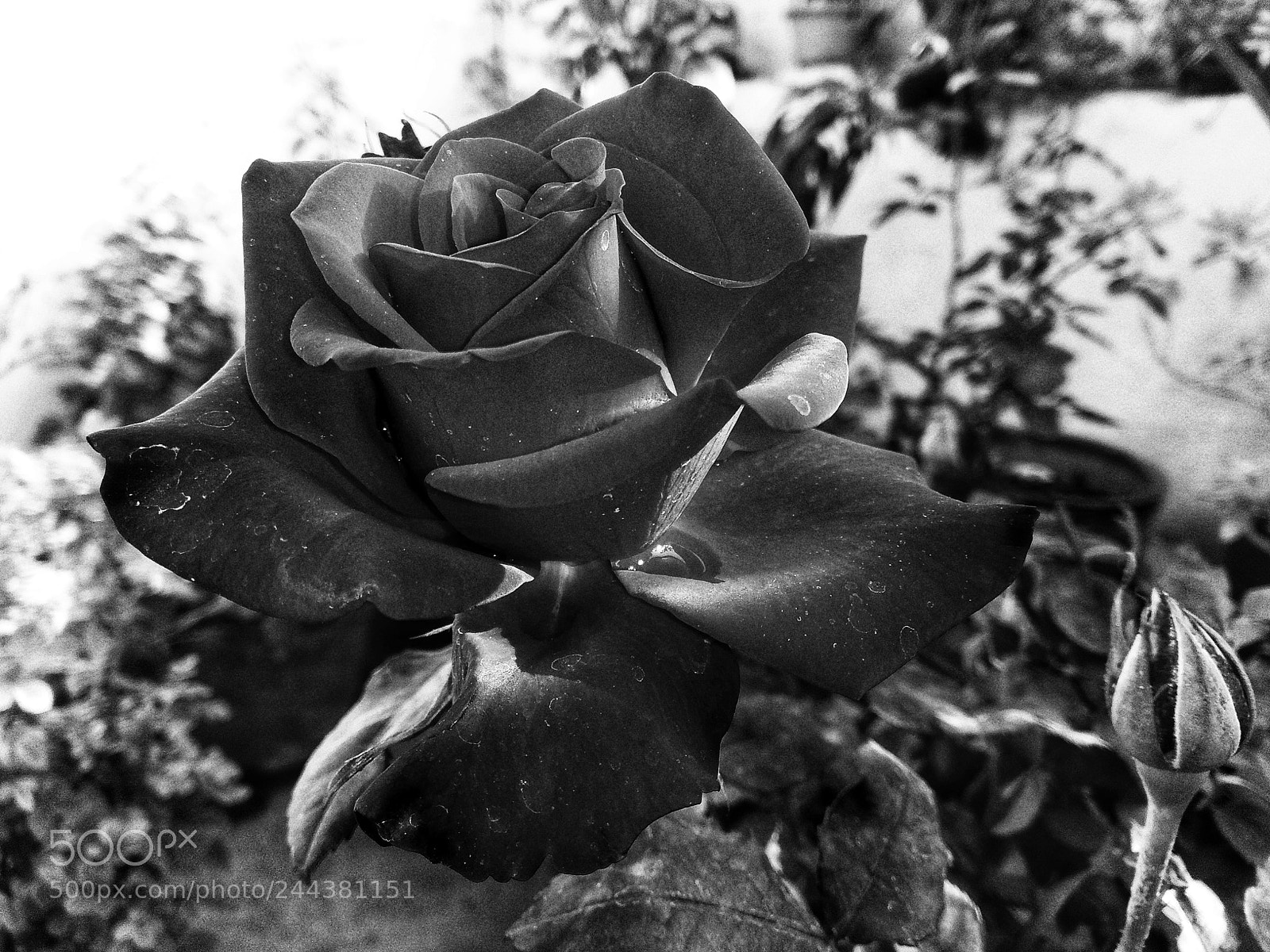 Xiaomi Redmi Note 4 sample photo. Untitled photography