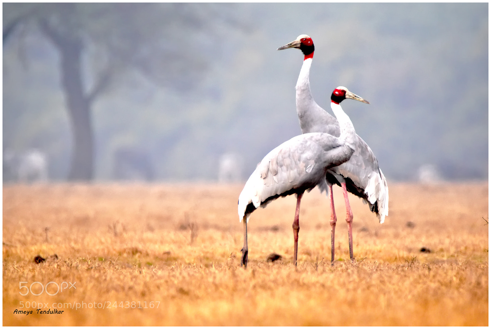Nikon D5500 sample photo. Sarus crane photography