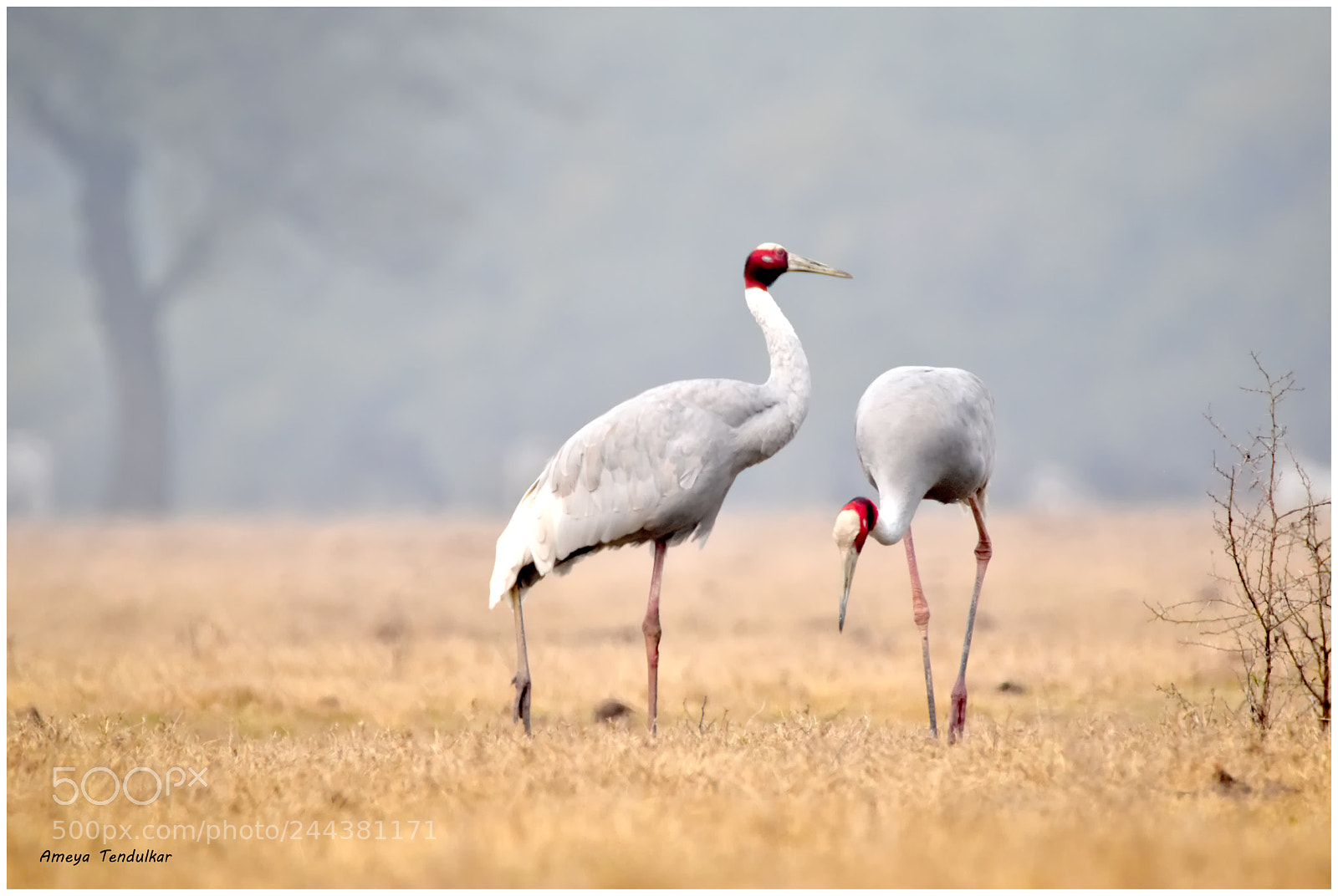 Nikon D5500 sample photo. Sarus crane photography