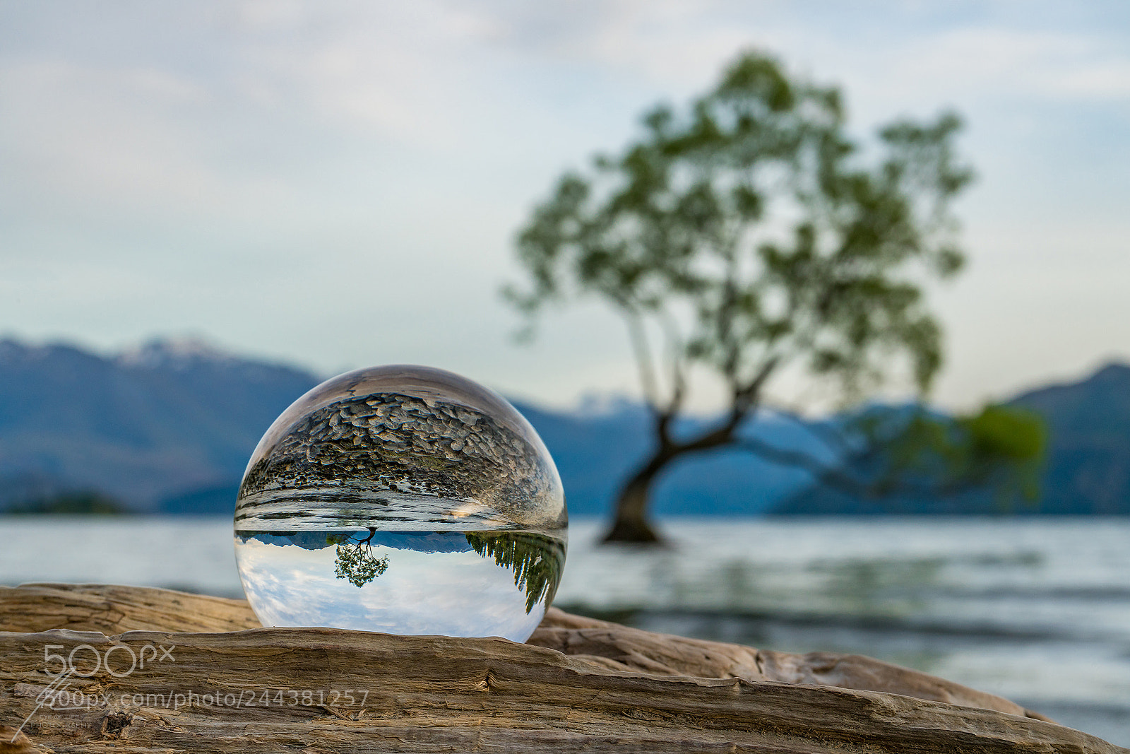 Sony a7R II sample photo. Wanaka tree glass world photography