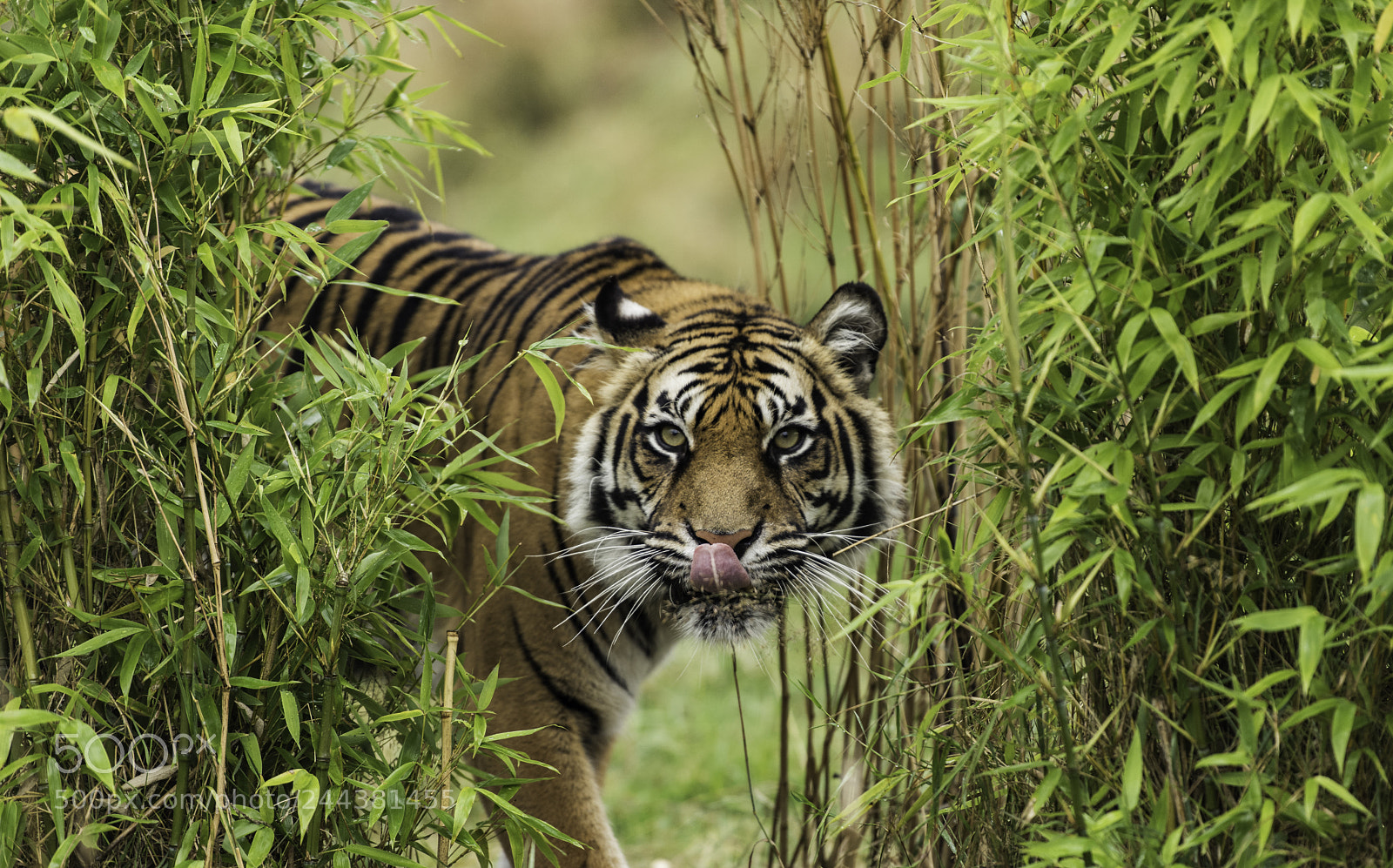 Nikon D810 sample photo. Tiger series photography