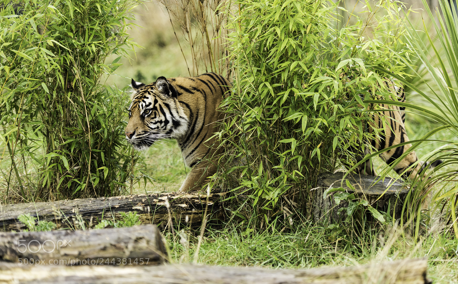 Nikon D810 sample photo. Tiger series photography