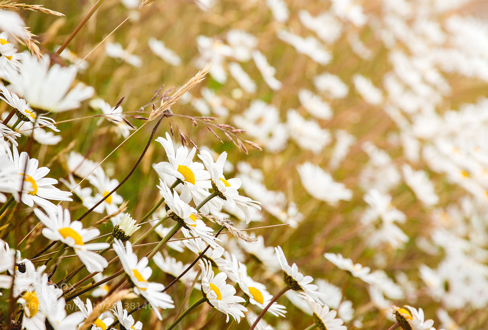 Nikon D7200 sample photo. Daisy photography