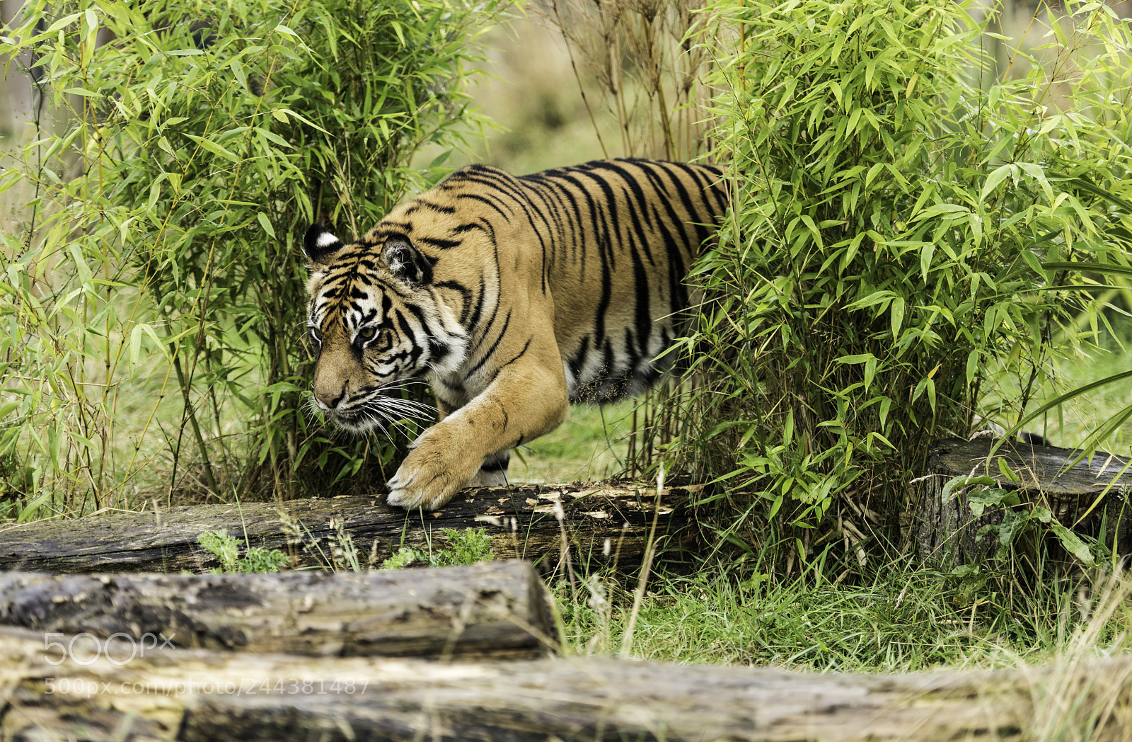 Nikon D810 sample photo. Tiger series photography