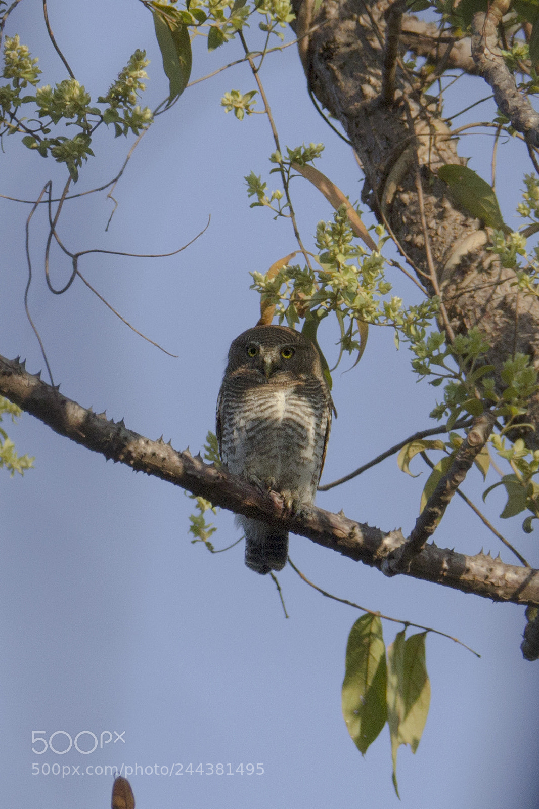Canon EOS 1200D (EOS Rebel T5 / EOS Kiss X70 / EOS Hi) sample photo. Jungle owlet photography