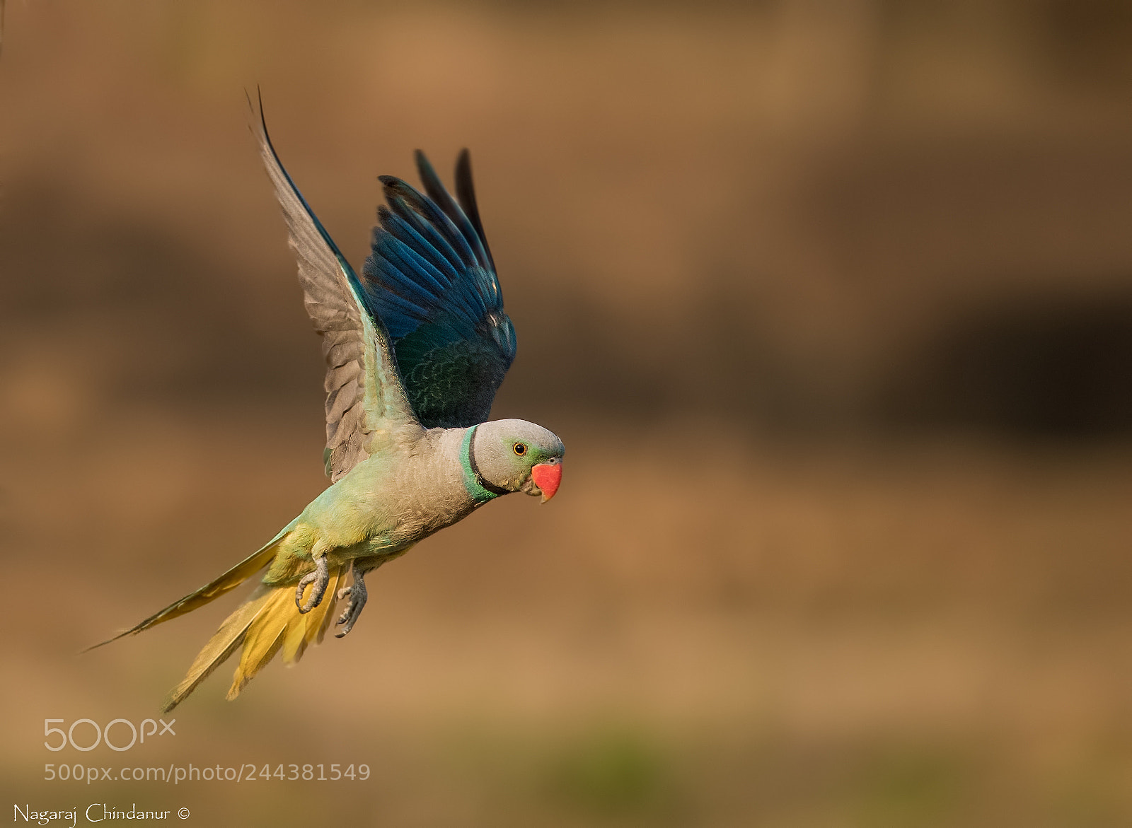 Nikon D5 sample photo. Malabar parakeet photography