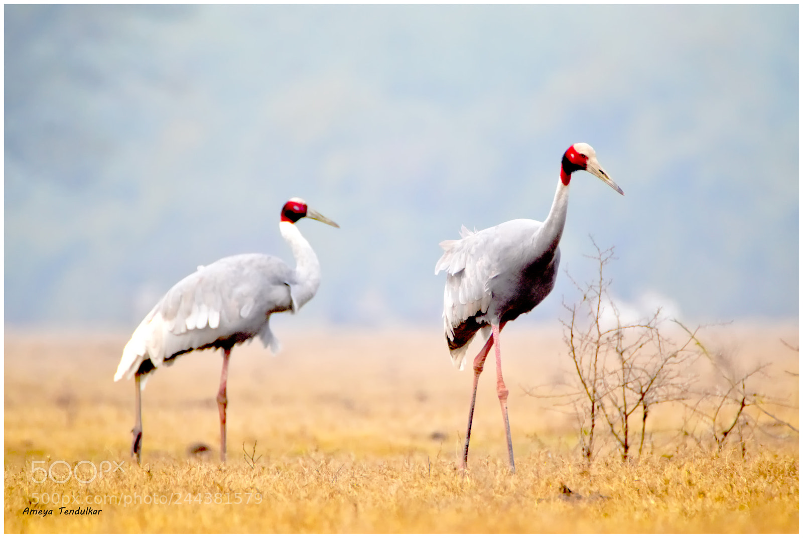 Nikon D5500 sample photo. Sarus crane photography