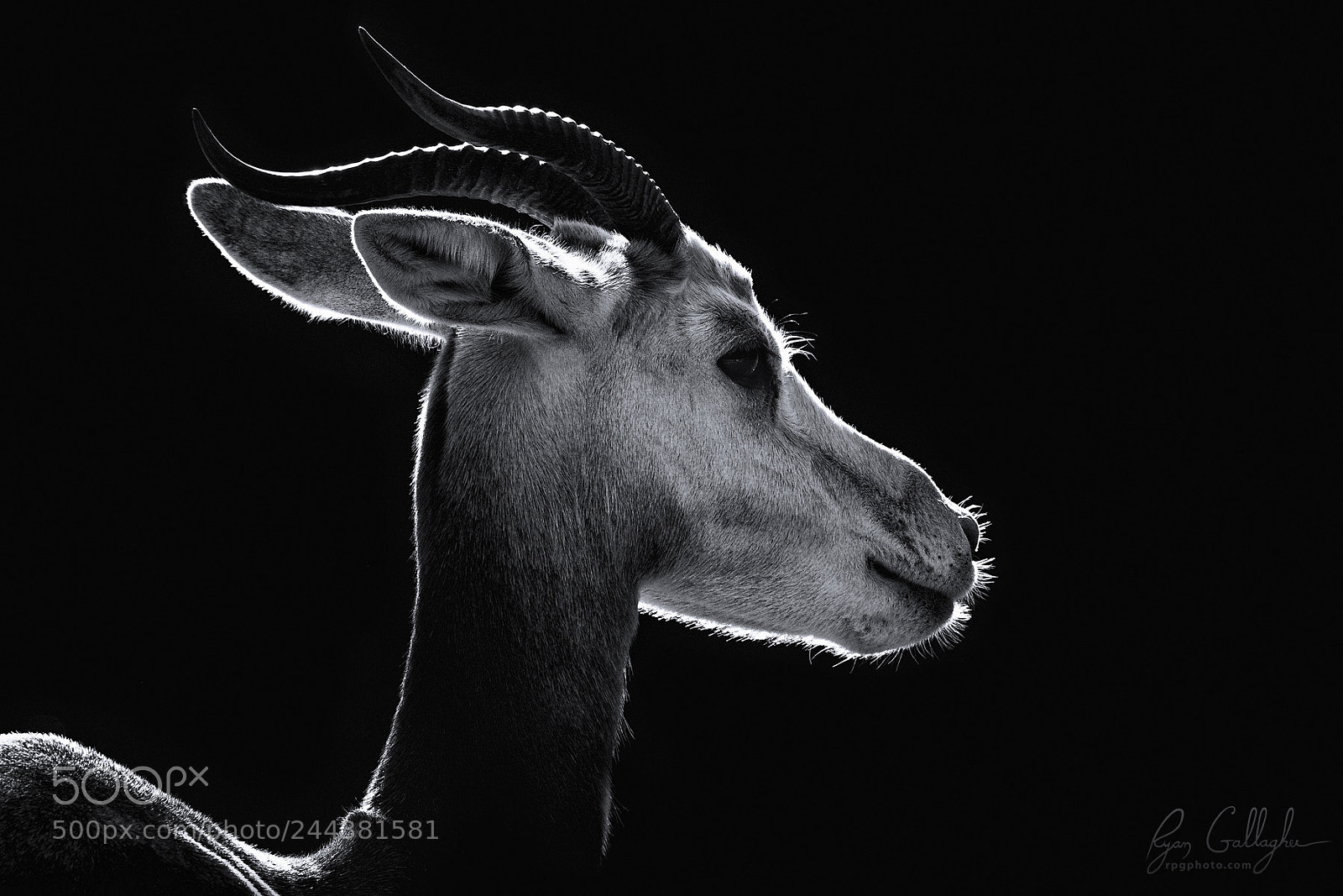 Canon EOS 7D Mark II sample photo. Sun-lined oryx profile photography