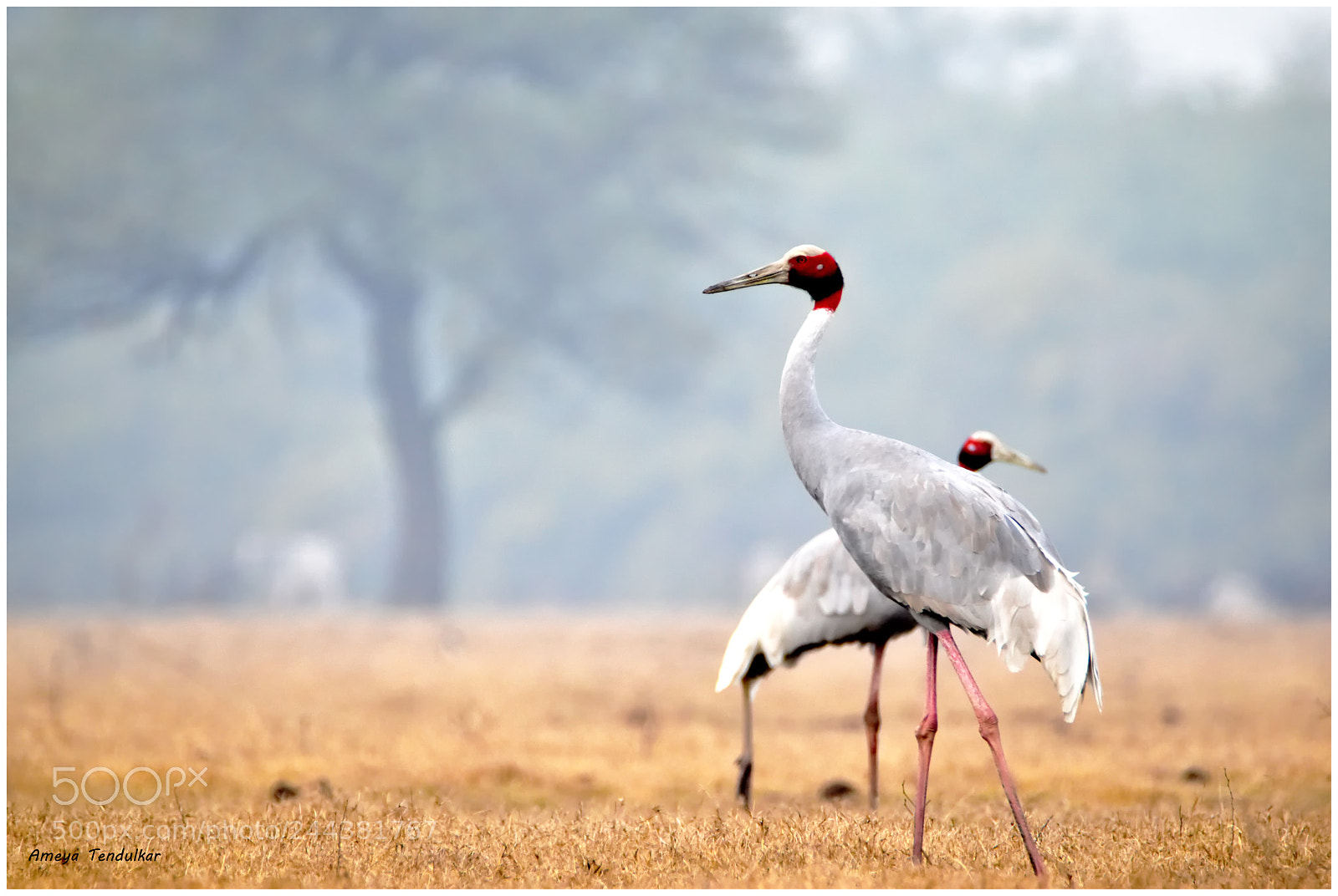Nikon D5500 sample photo. Sarus crane photography