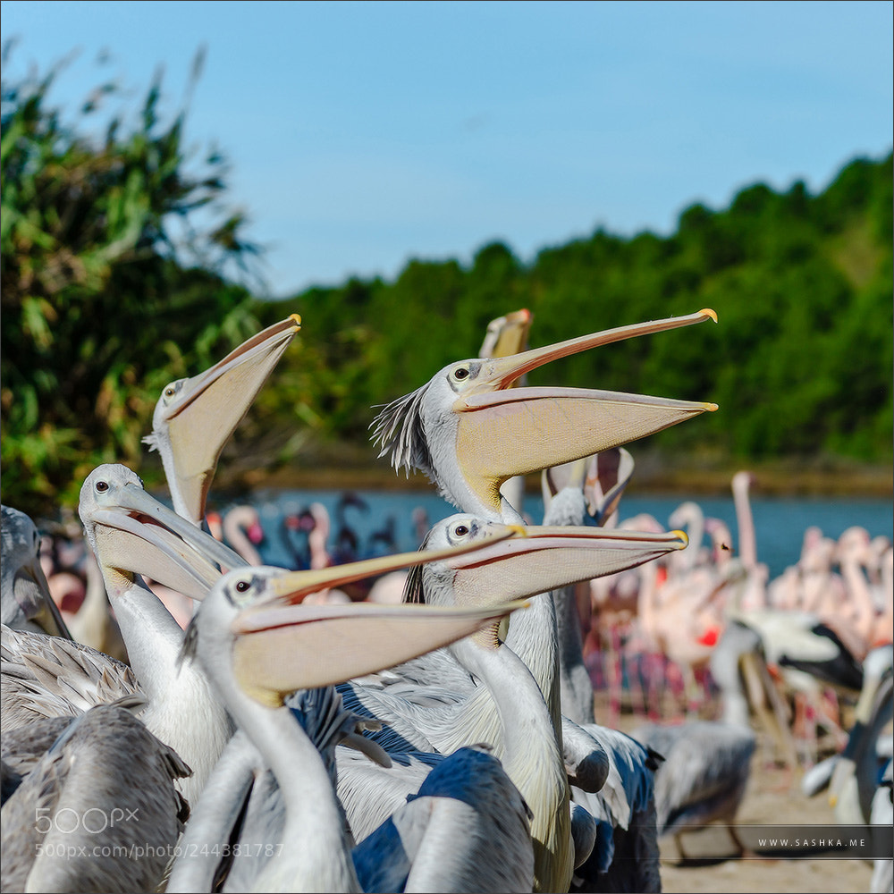 Sony Alpha a99 sample photo. Group of pelicans waiting photography