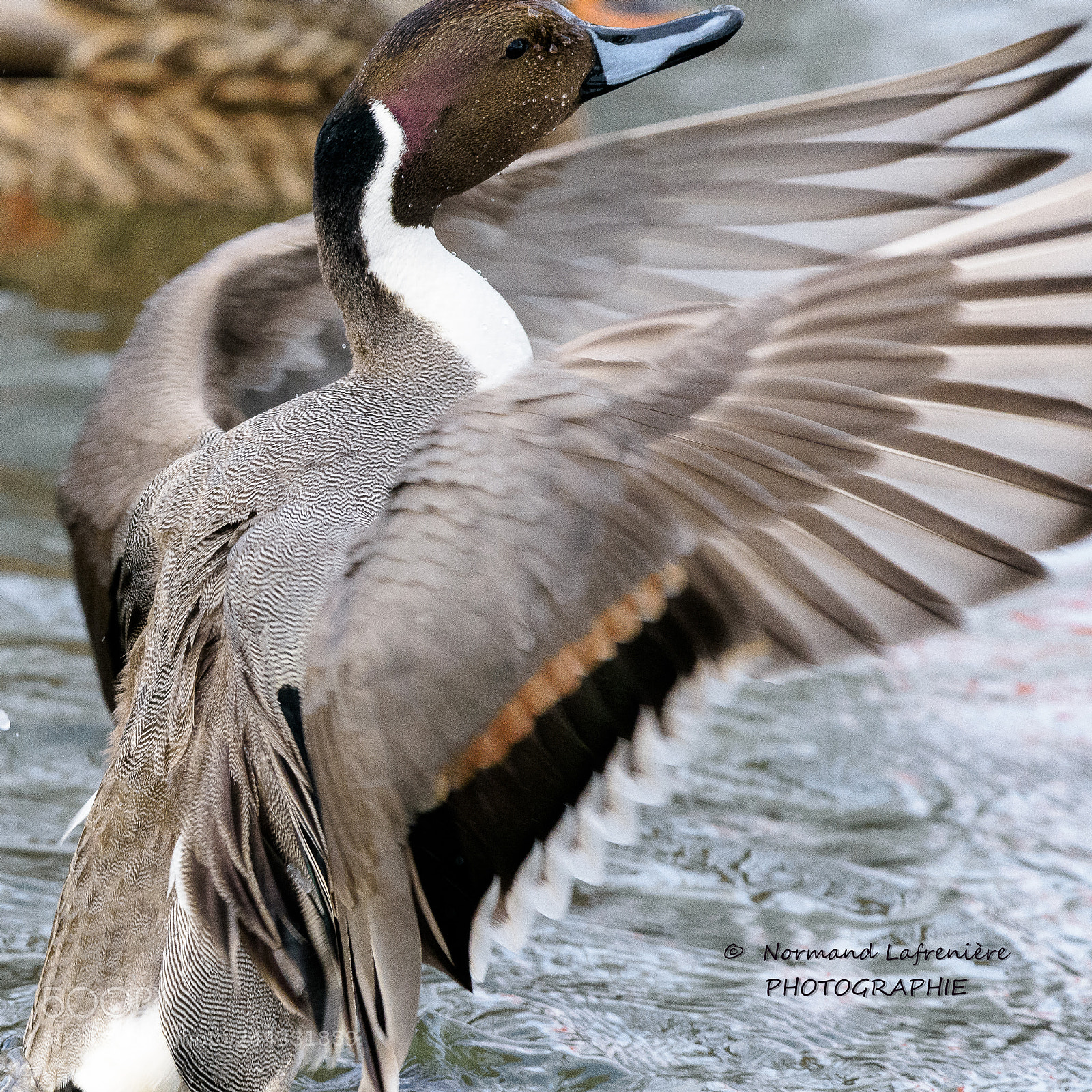 Nikon D7200 sample photo. Canard pilet m le photography