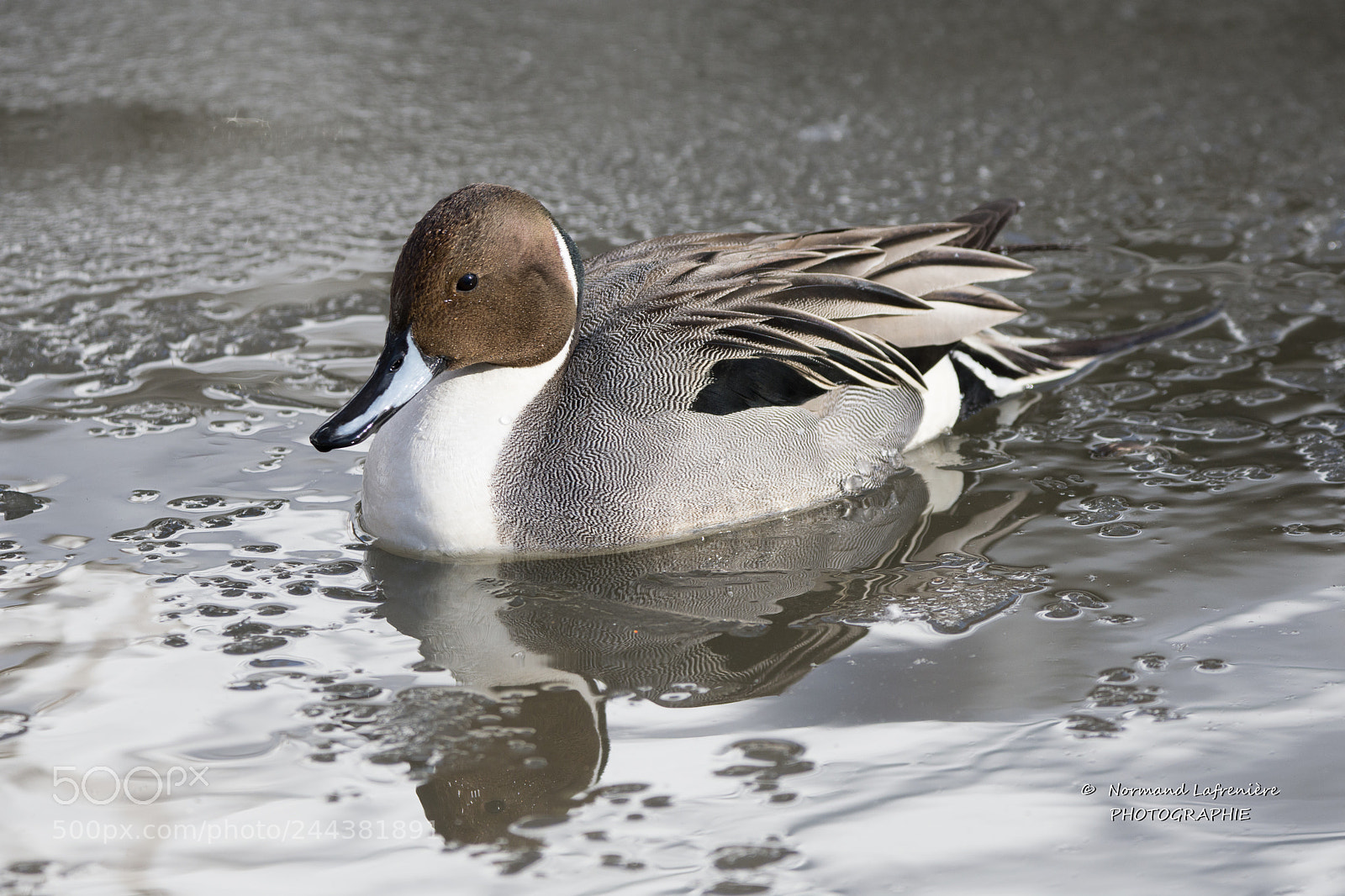 Nikon D7200 sample photo. Canard pilet northern pintail photography