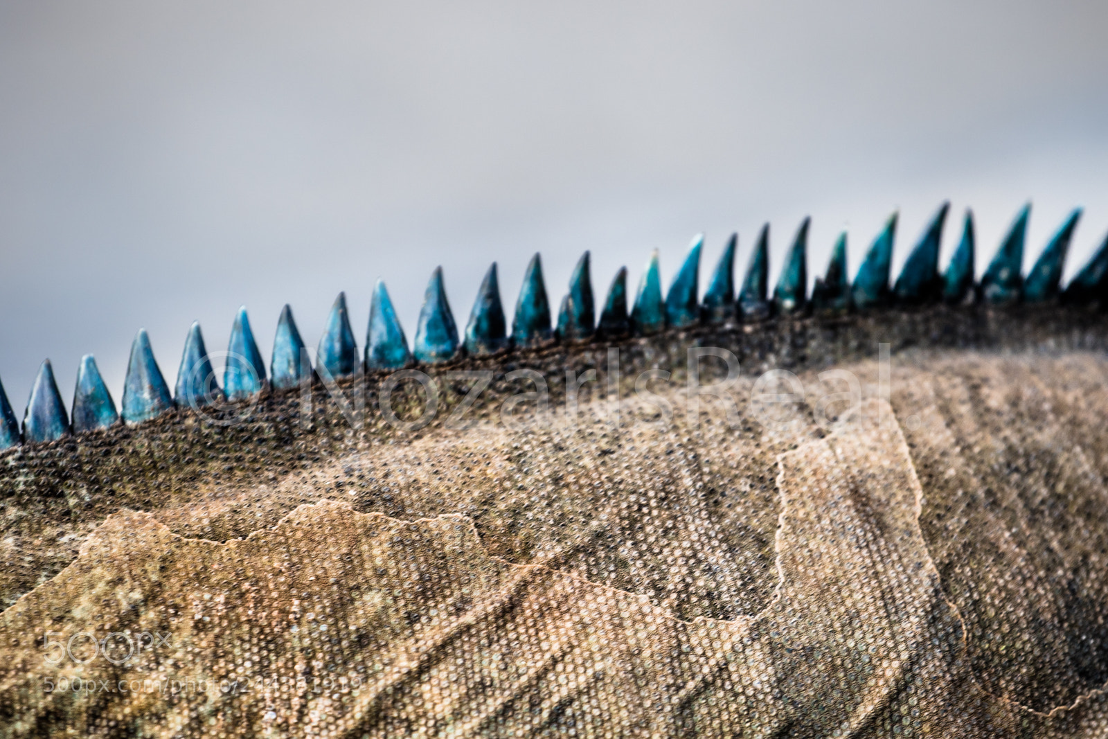 Canon EOS 7D Mark II sample photo. Texture and shapes photography
