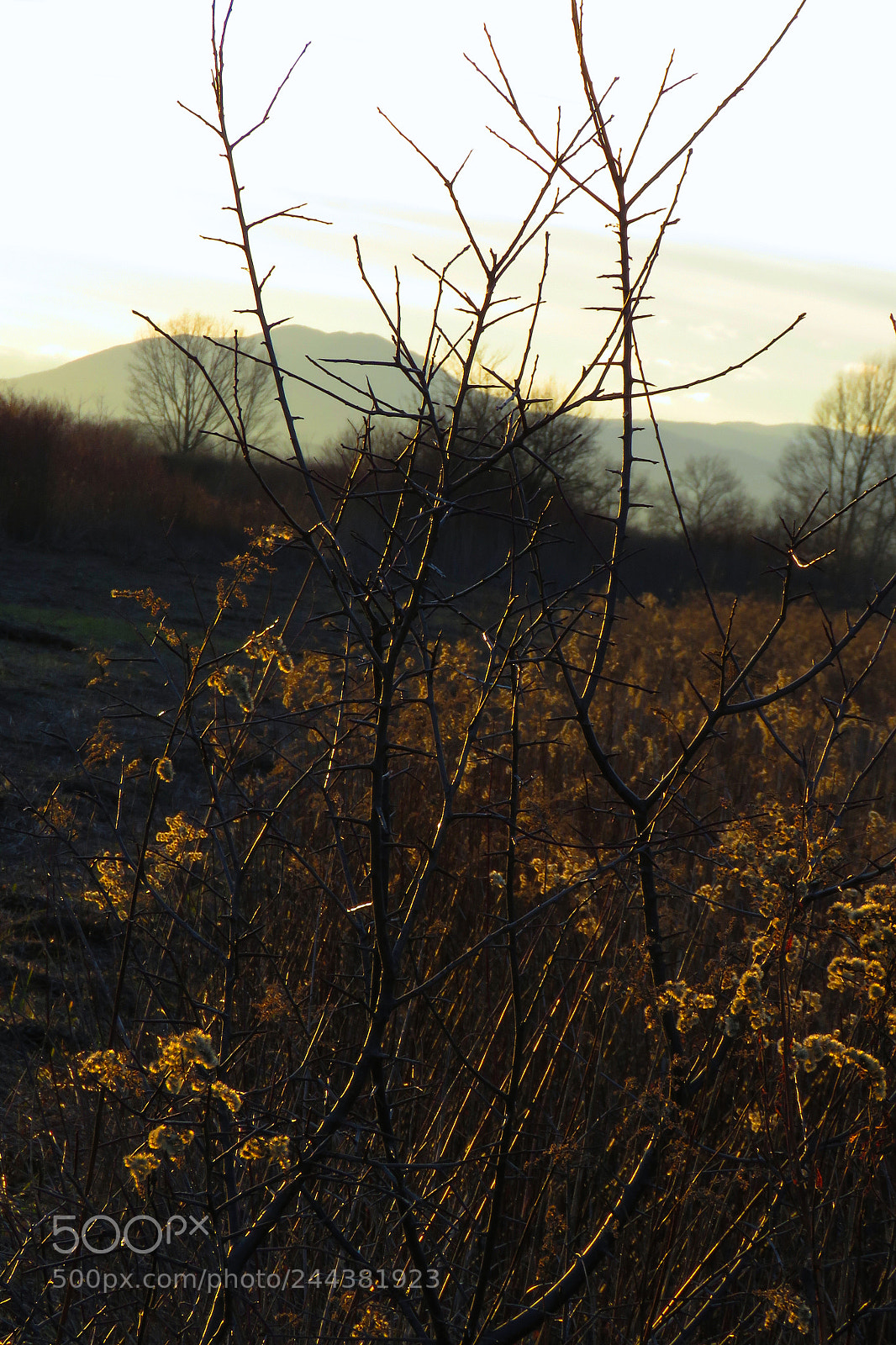 Canon PowerShot SX60 HS sample photo. Thorns photography