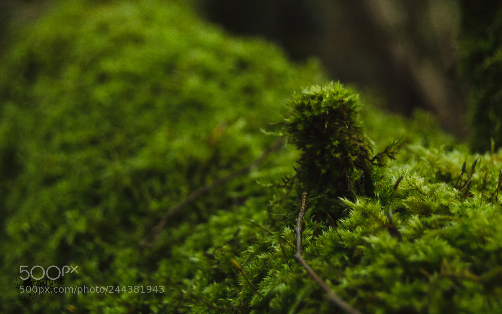 Nikon D3200 sample photo. D tail dans la photography