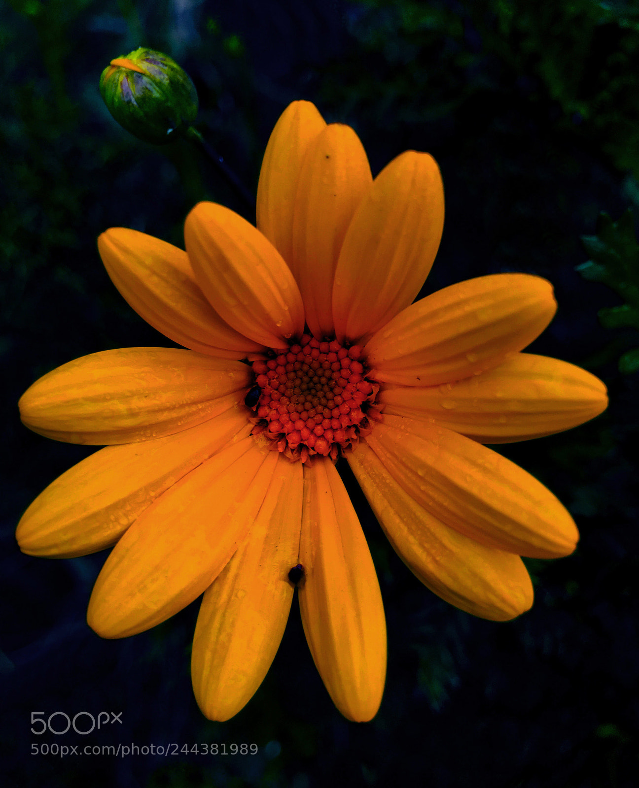 Apple iPhone 6s Plus sample photo. Flor photography