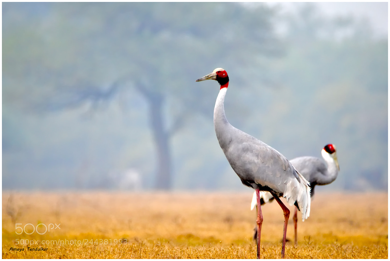 Nikon D5500 sample photo. Sarus crane photography